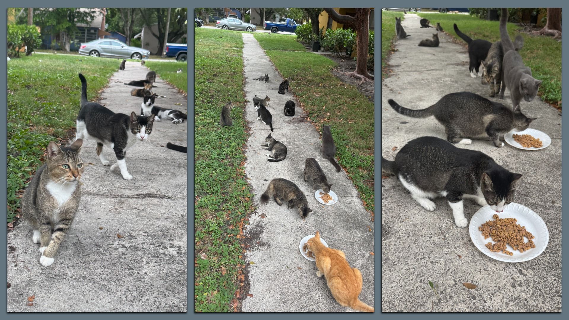 Triptych of cats on a residential sidewalk: many gray, tabby, black, and orange cats eat kibble from plates as green lawns, trees, and parked cars form the background.