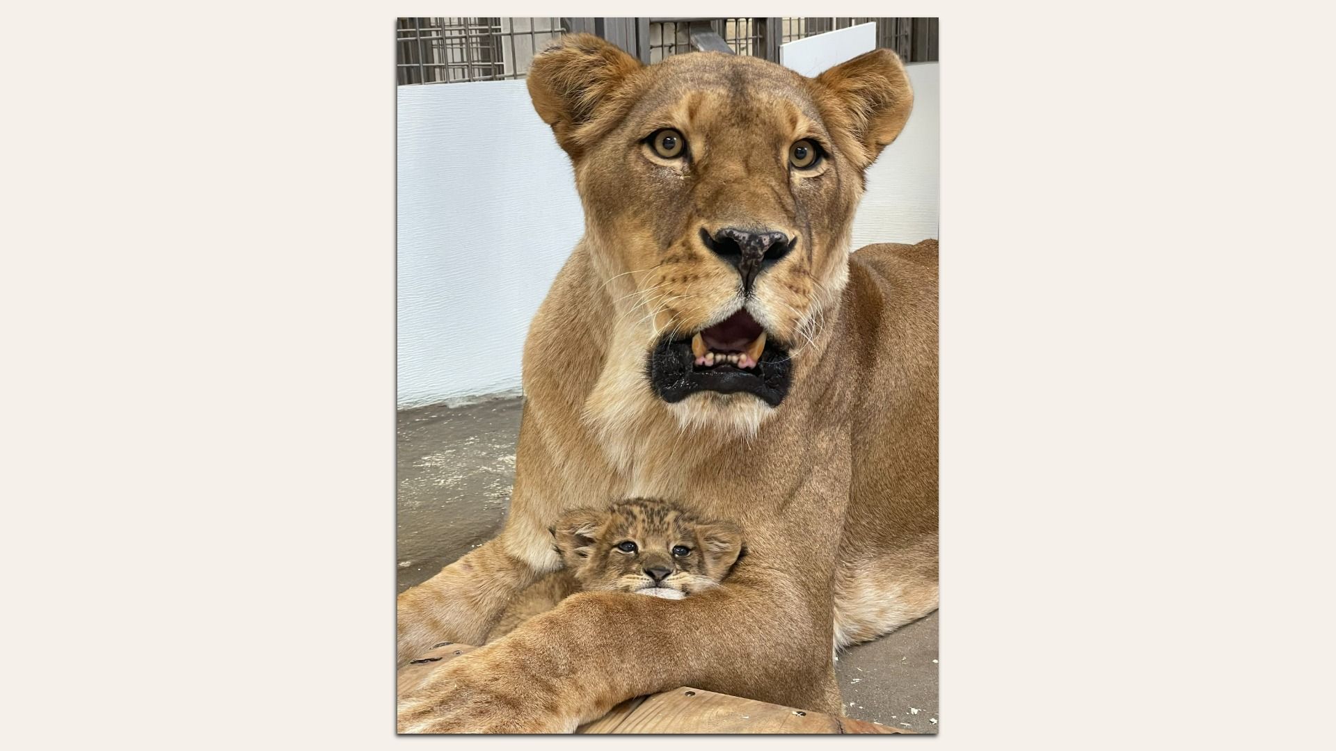Adult lioness with a cub nestled between her front paws in a zoo enclosure beside a white wall. The lioness faces the camera with alert eyes, mouth slightly open, showing teeth.