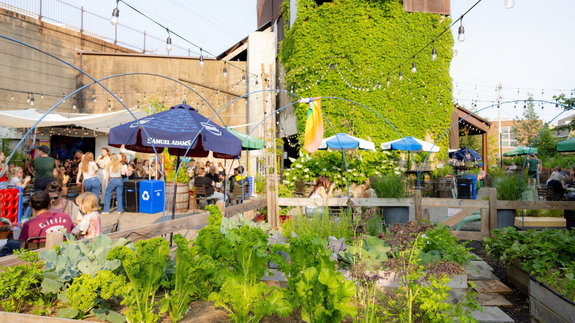 Lively outdoor beer garden with string lights, people dining under blue Samuel Adams umbrellas, ivy-covered building, and raised vegetable beds in the foreground.