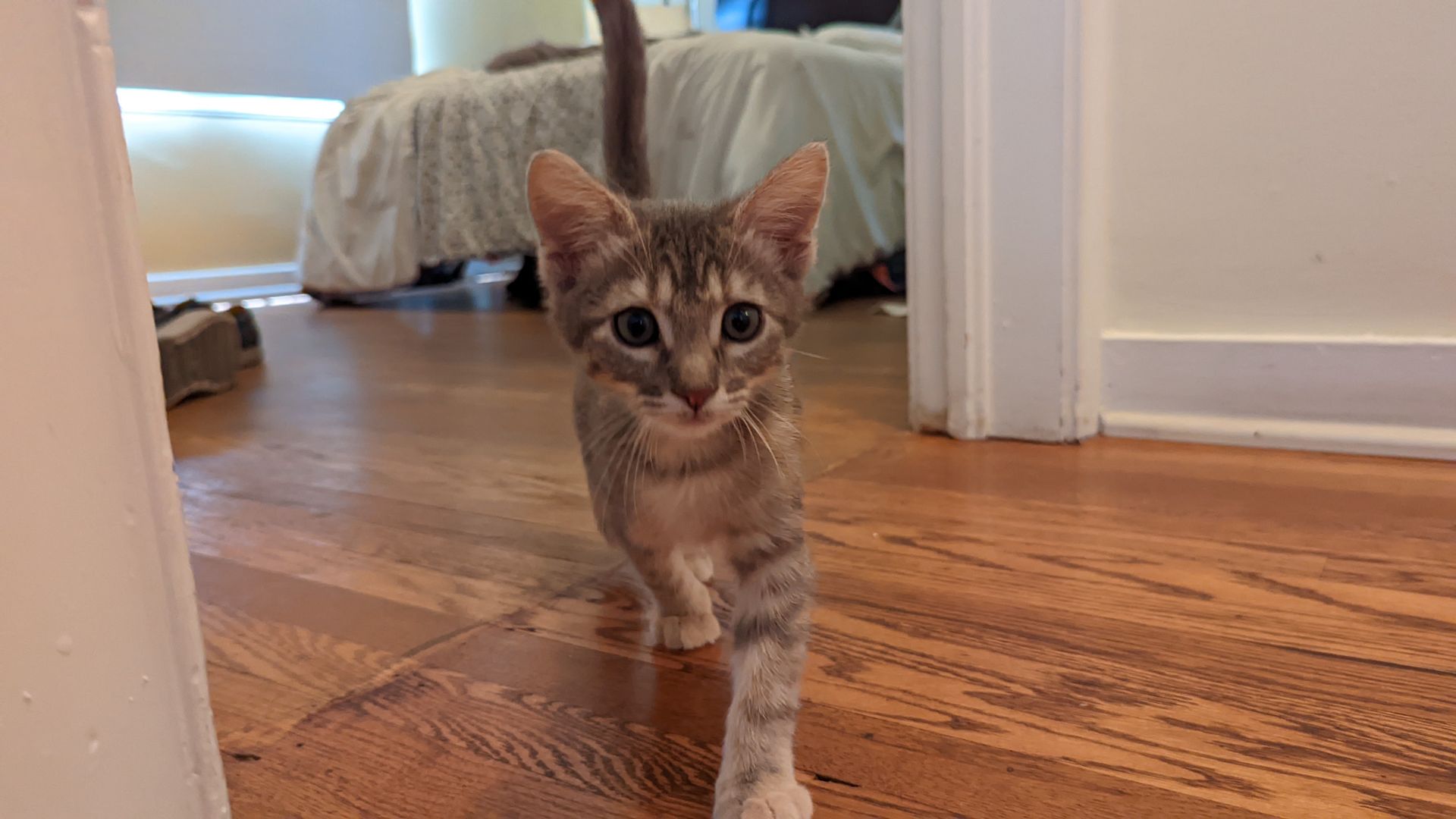 A grey and white kitten walks toward the camera.