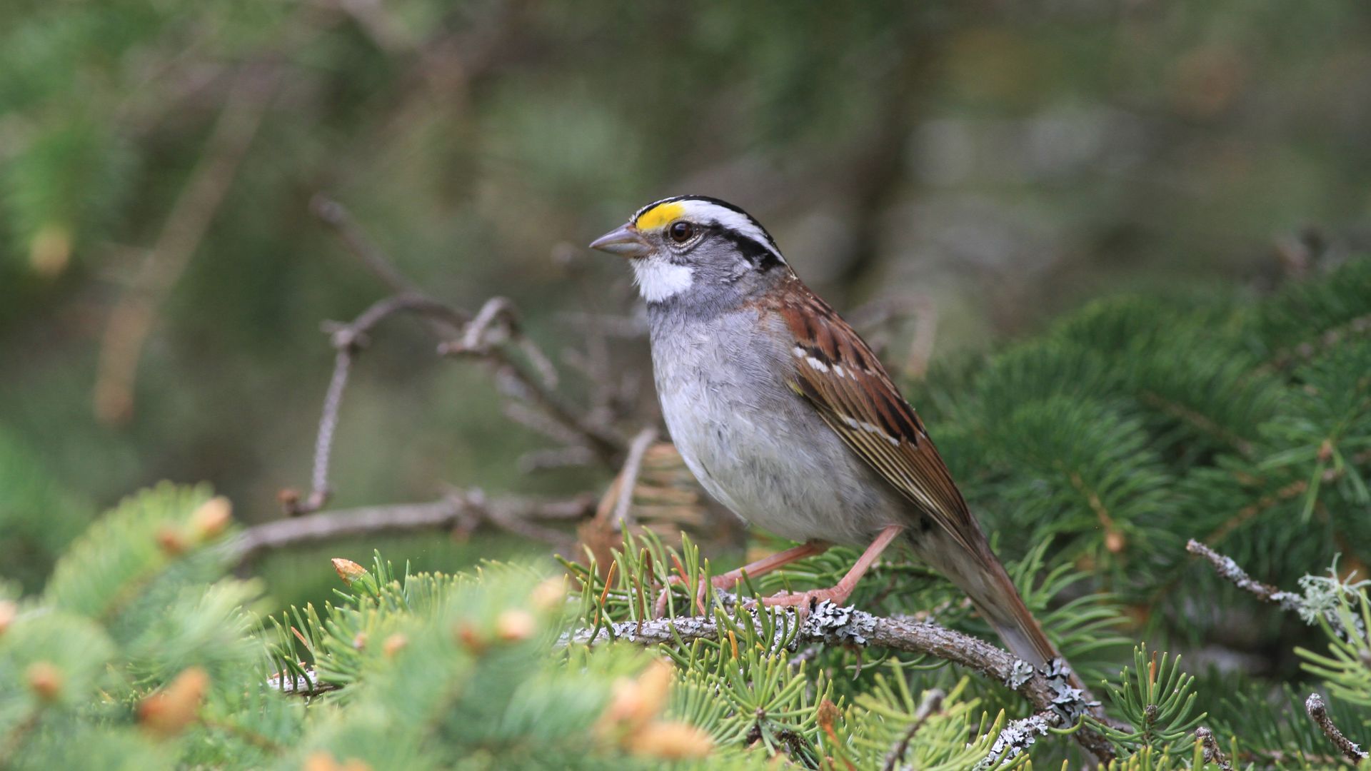 a white-throated sparrow