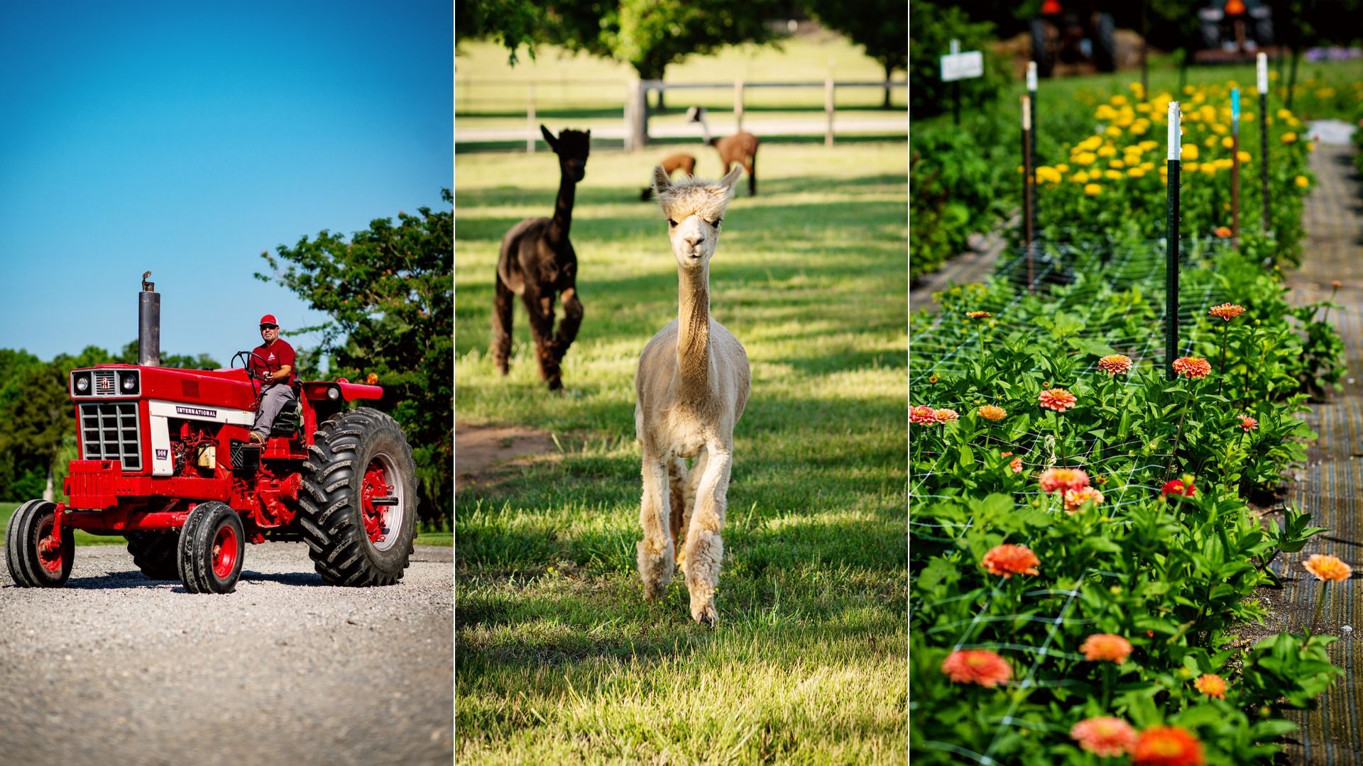Triptych: left panel—man in a red shirt on a bright red tractor; middle—alpaca running toward the camera in a sunlit field; right—a garden with yellow flowers and a trellis.