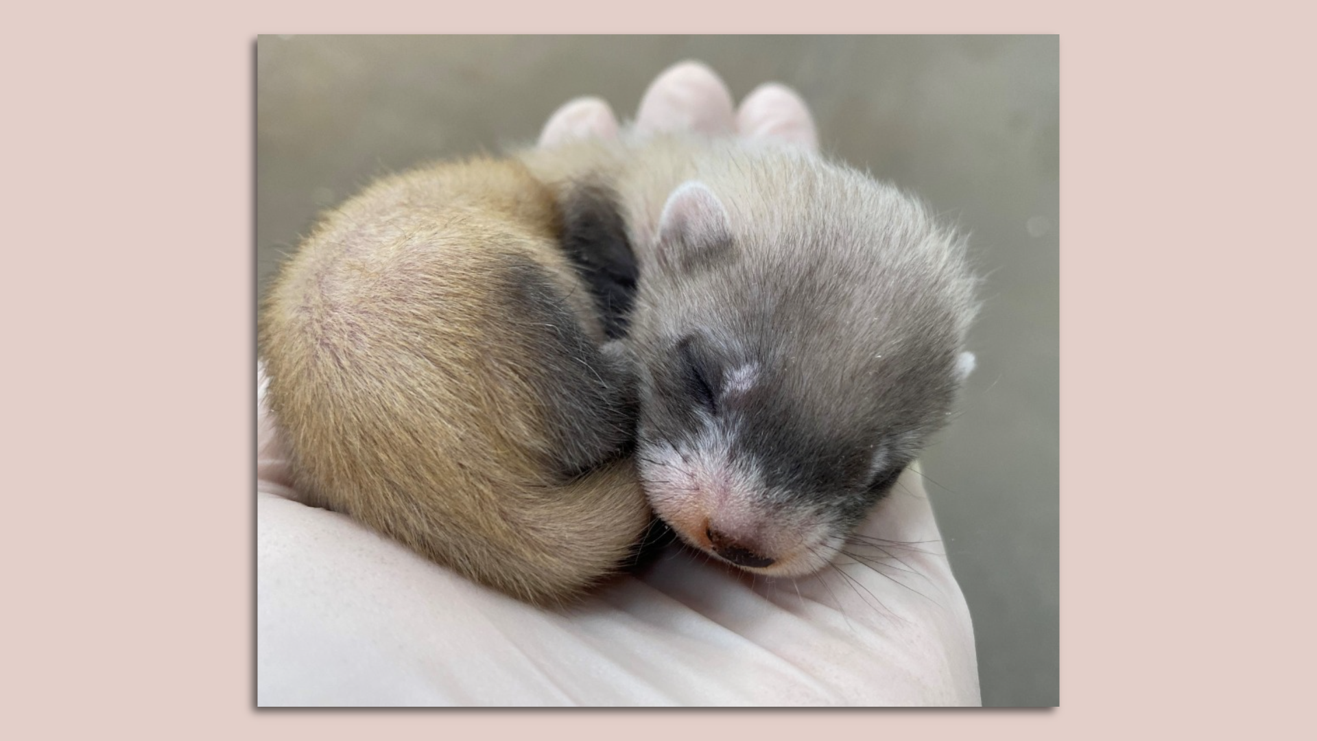 A black-footed ferret kit sleeping in the palm of a hand.