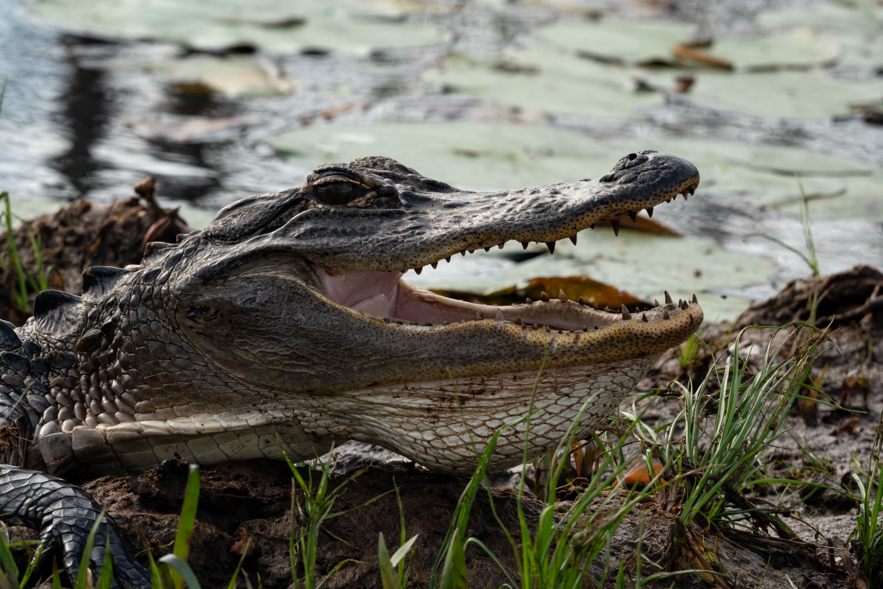 Side view of alligator with its jaws open