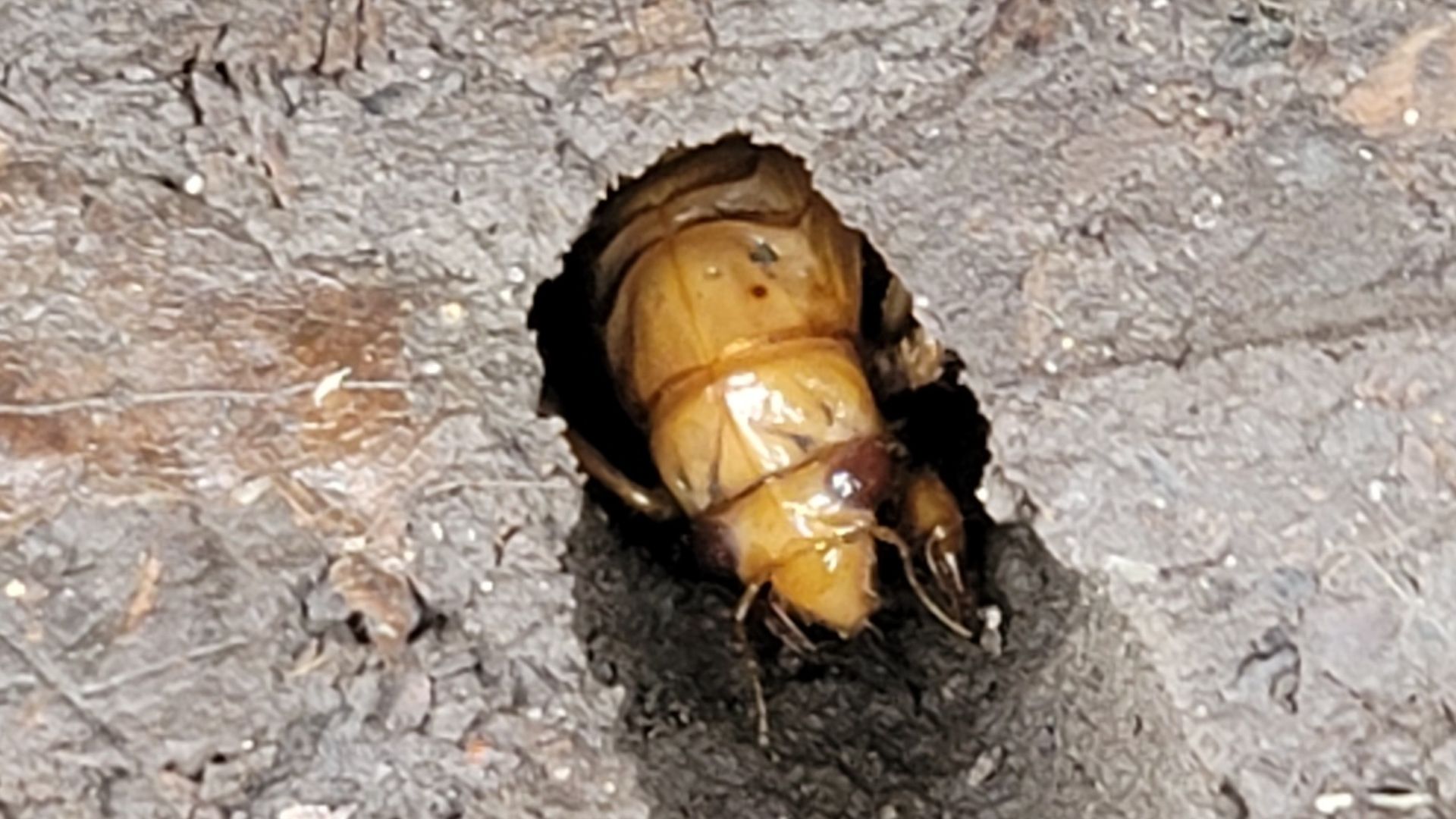 Photo of a bug coming out of the ground