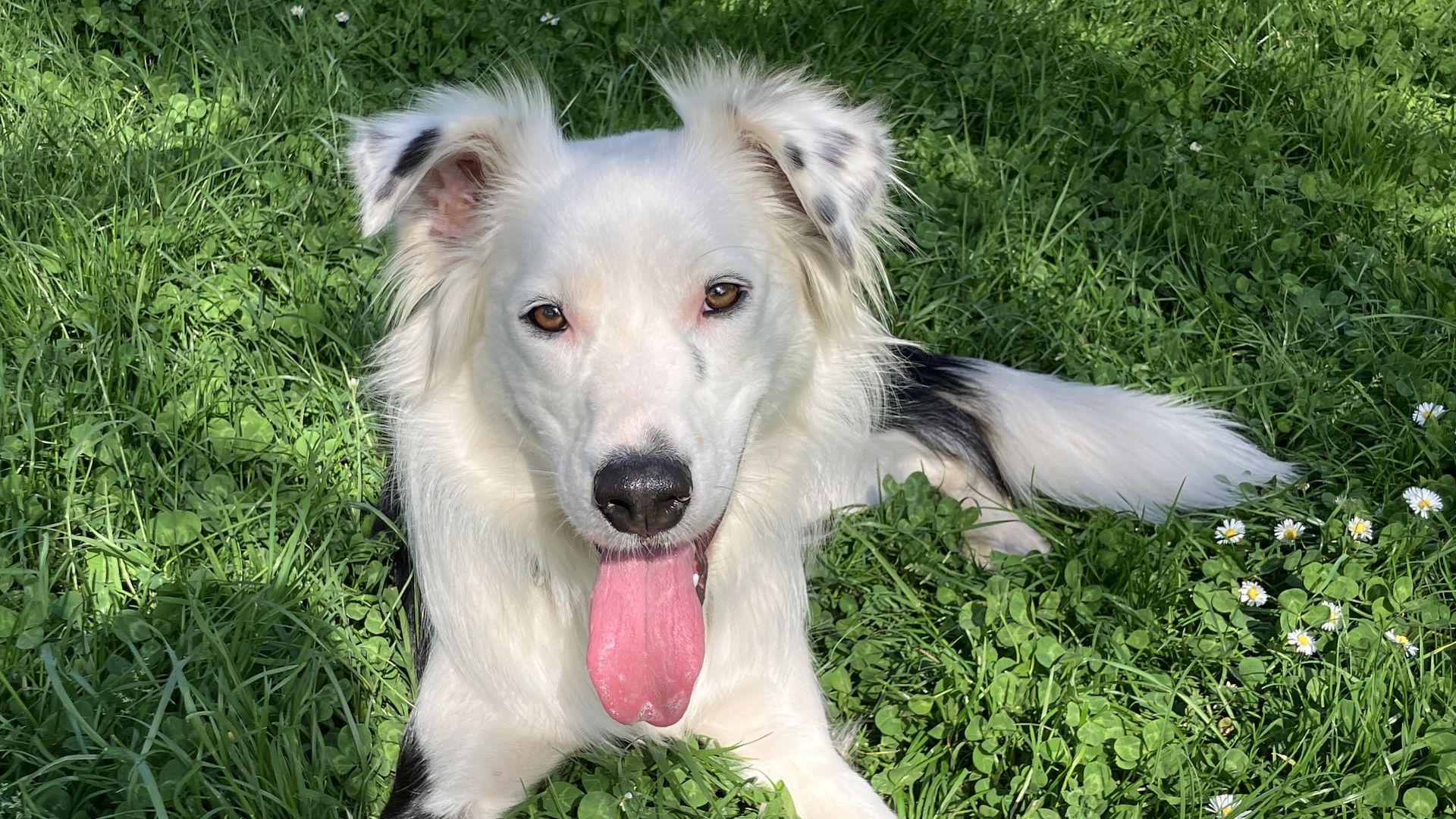White fluffy dog with perky ears lying in green grass, tongue hanging out; a blue ball sits near its front paw among white daisies.