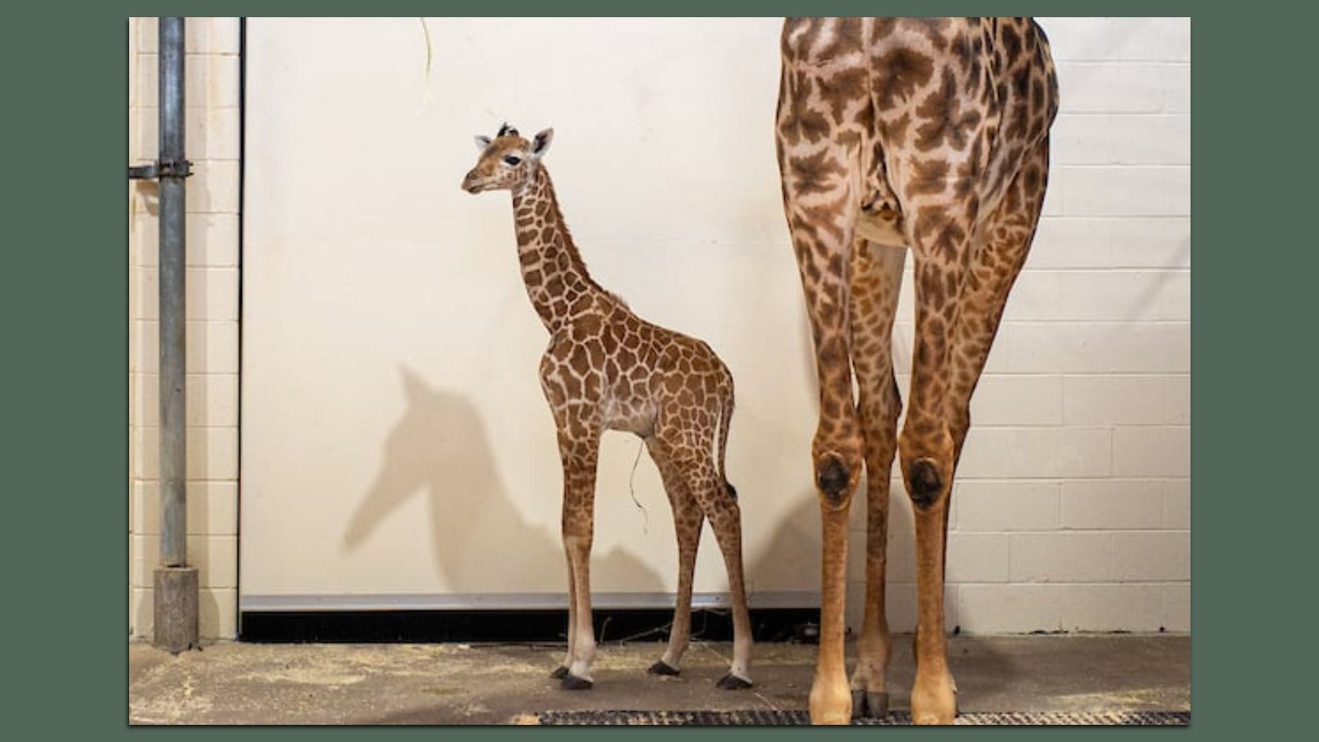 A small baby giraffe standing next to the legs of a larger adult giraffe in an indoor enclosure with white walls and concrete floor.