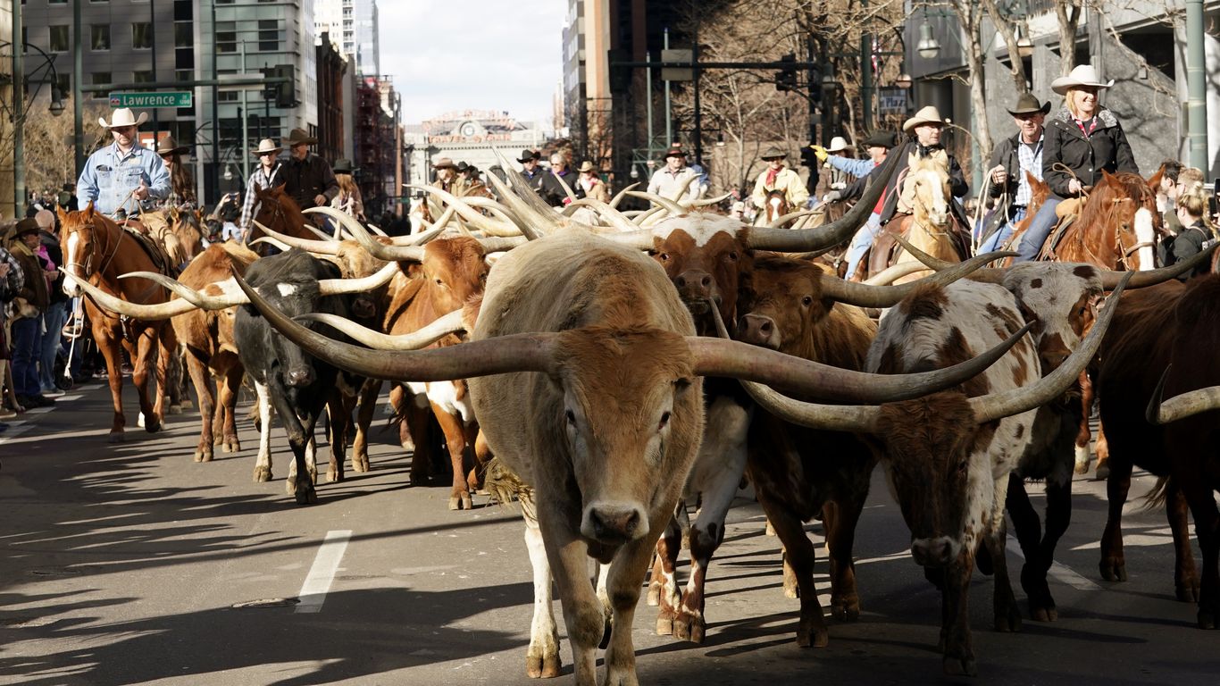 The National Western Stock Show Parade Returns To Downtown Denver Axios Denver 6935