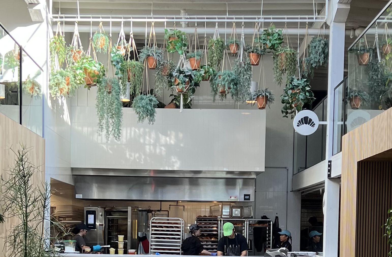 plants hanging from eiling at a Onyx coffee