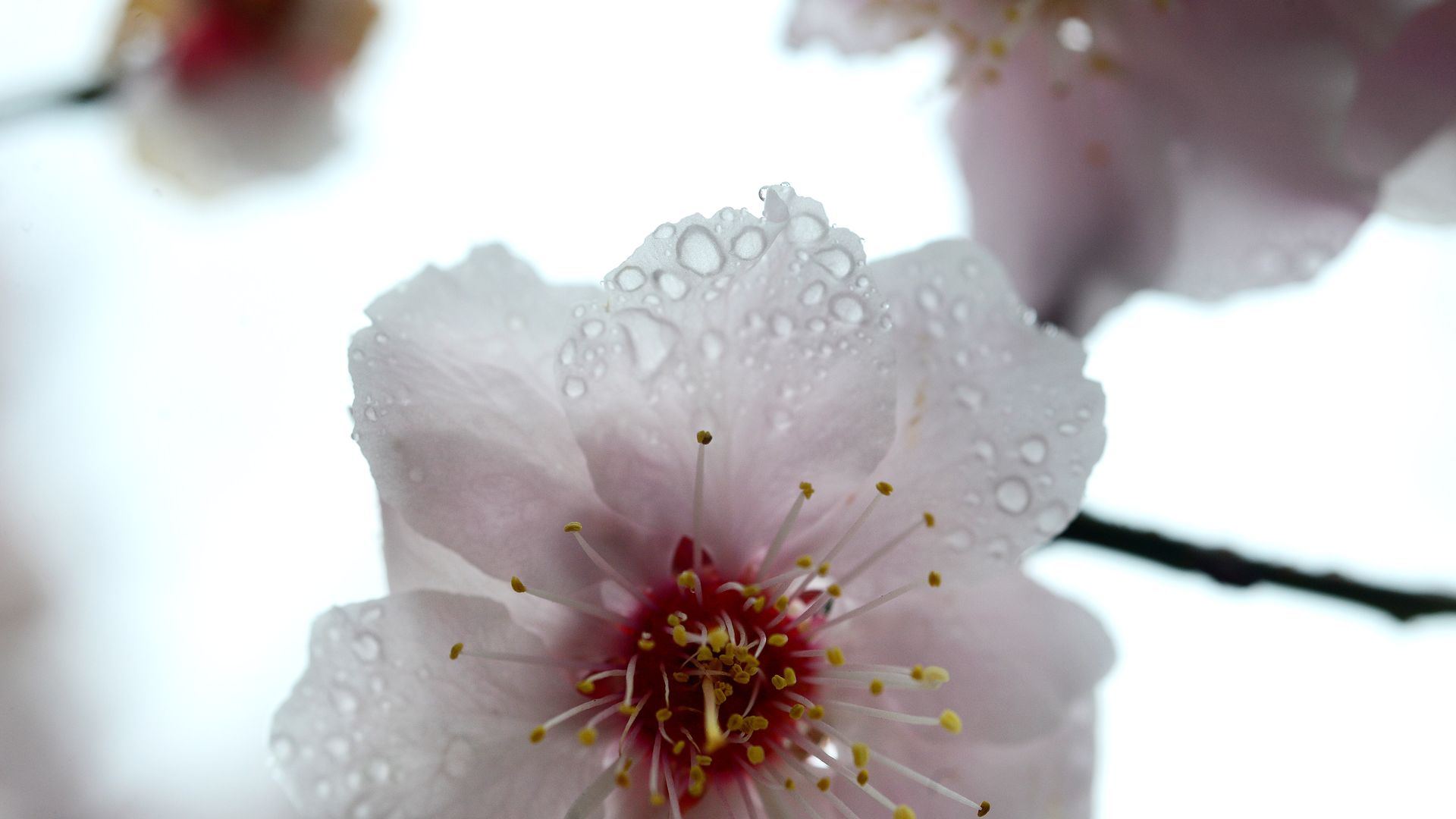 Cherry blossoms
