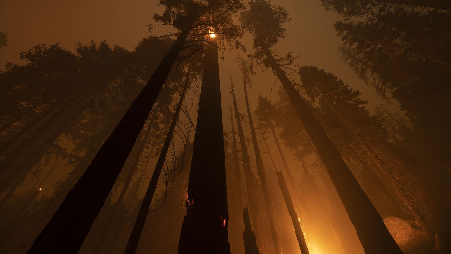 The Windy Fire blazes through the Long Meadow Grove of giant sequoia trees near The Trail of 100 Giants overnight in Sequoia National Forest on Tuesday near California Hot Springs.