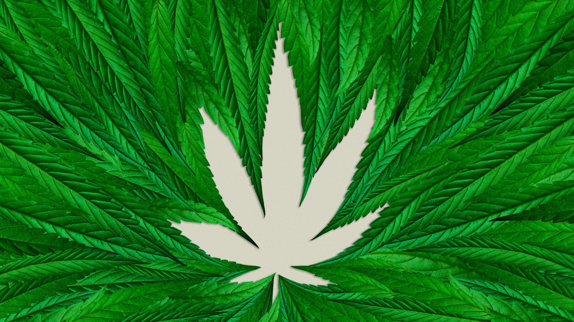 Illustration of a marijuana leaf shown in the negative space of many leaves.