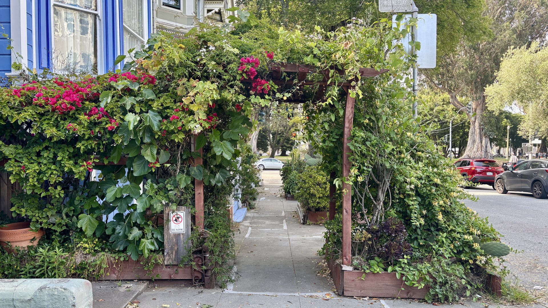 A city sidewalk framed by lush green vines and bright pink bougainvillea climbing over a wooden trellis, a blue building with windows on the left, and a street with parked cars on the right.