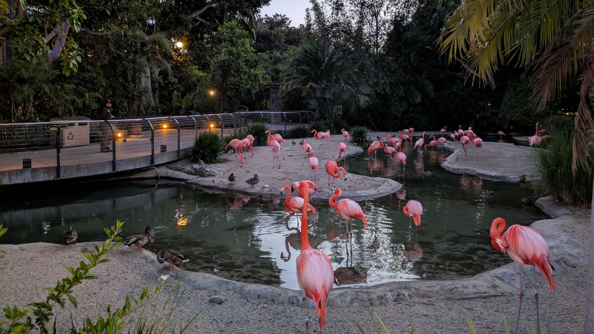 Park scene at dusk with numerous pink flamingos in a shallow pond; a lit railing walkway runs along the left, surrounded by dense trees and palms.