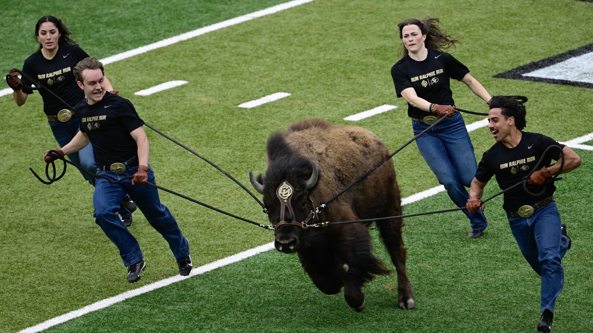Four people in black shirts reading "Run Ralphie Run" chase a large brown bison with lassos across a green football field with white yard lines.