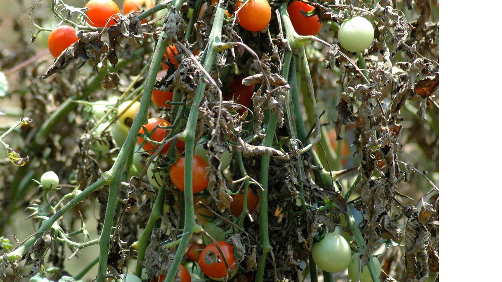 Tomatoes