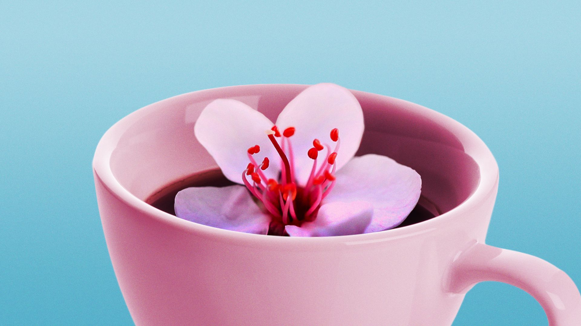 Illustration of a cherry blossom peeking out of a pink mug filled with coffee.