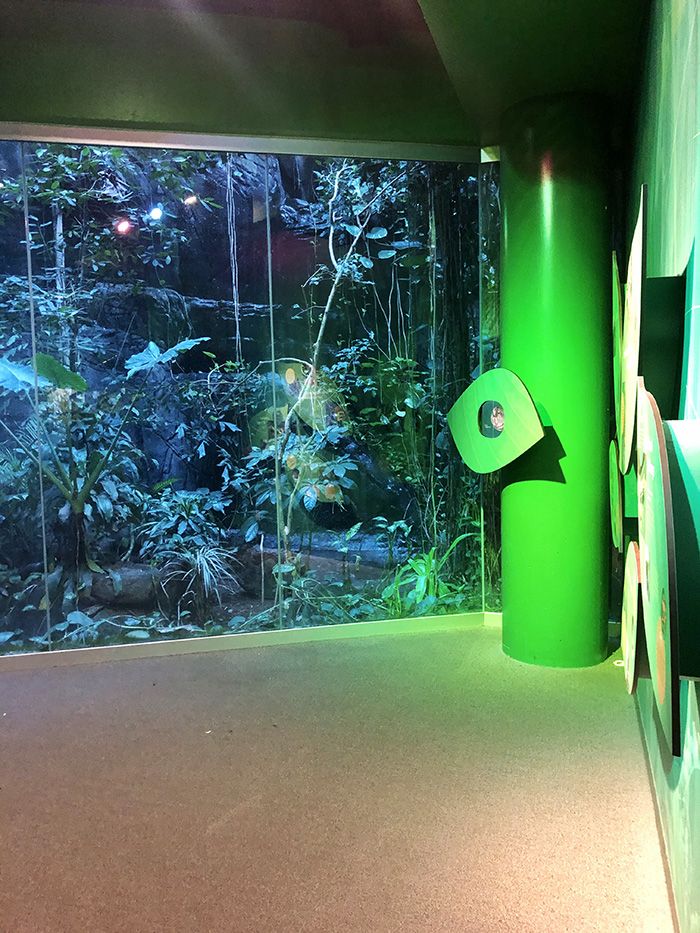 Discovery Place Science sleepover rain forest