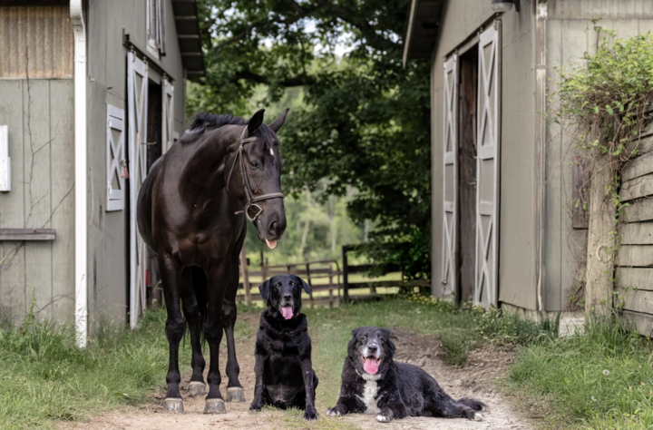 A pic of a horse and two dogs next to him