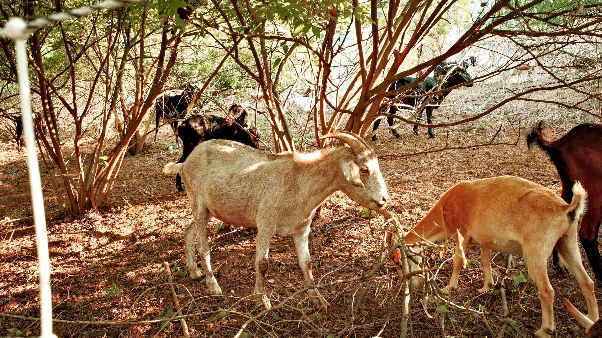 Goats forage among thin intertwining branches in a sunlit, dusty yard; a tan horned goat stands in the foreground, with black and brown goats nearby.