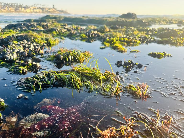 1 photo to go: Tide pool time - Axios San Diego