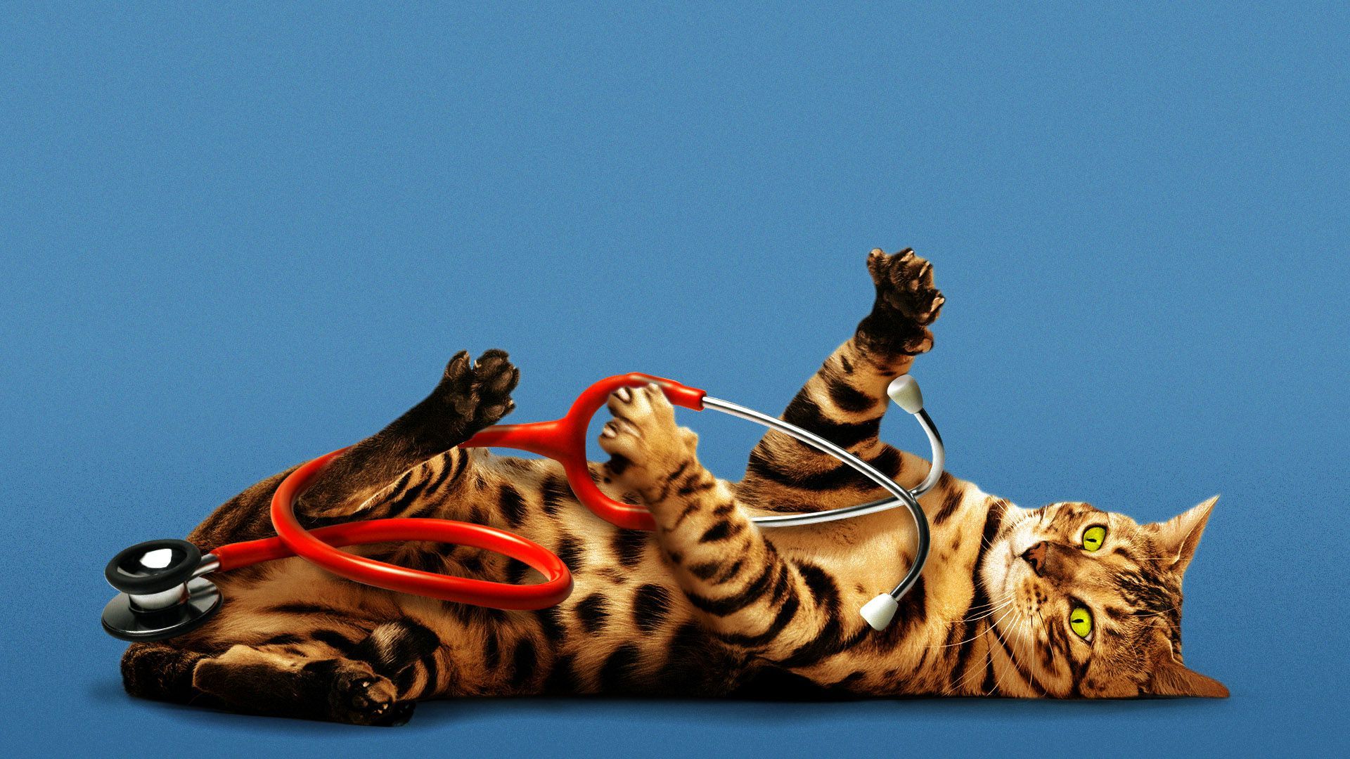 Illustration of a cat playing with a stethoscope. 