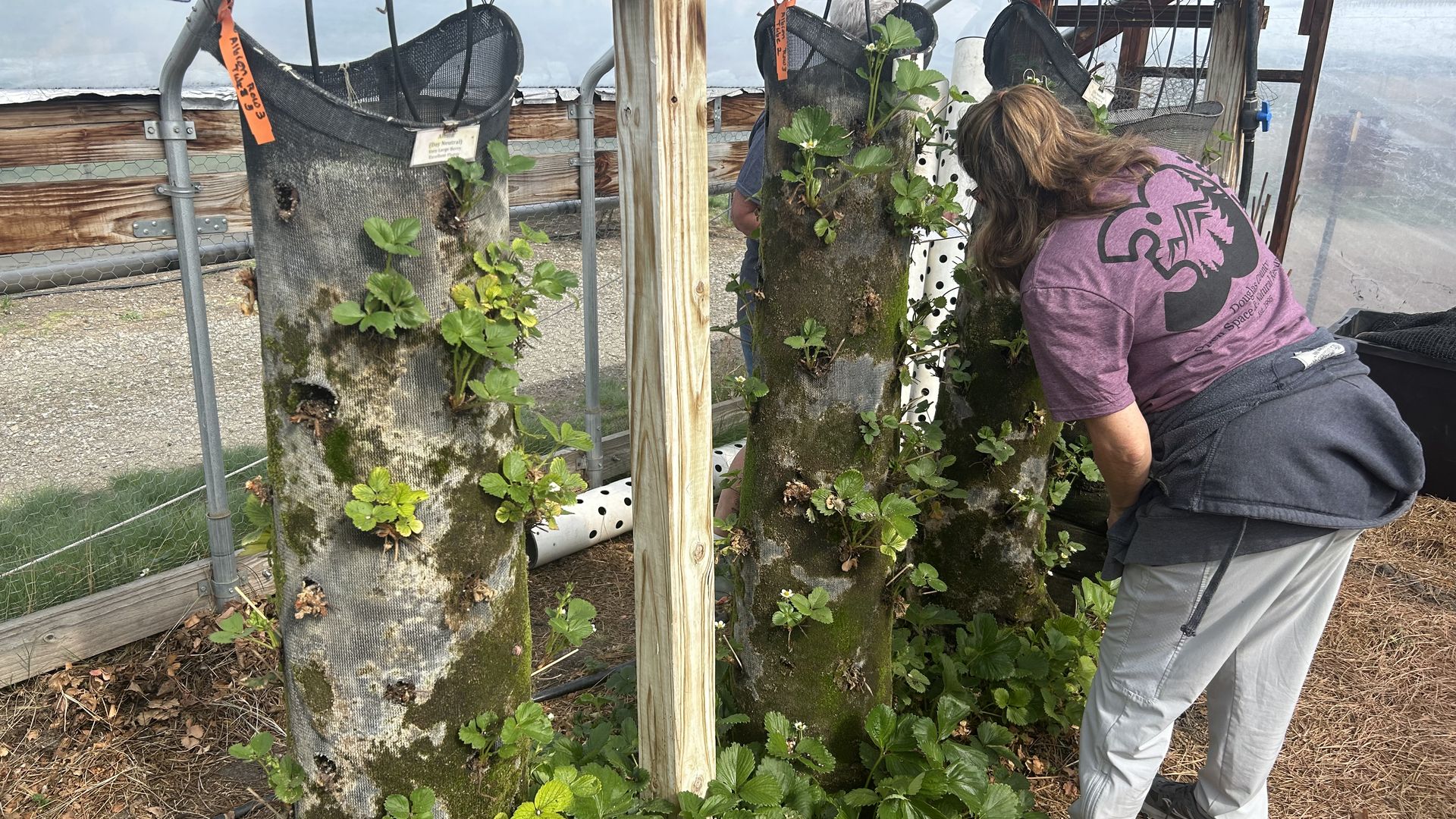 Gardening at Douglas County's Hidden Mesa orchard.