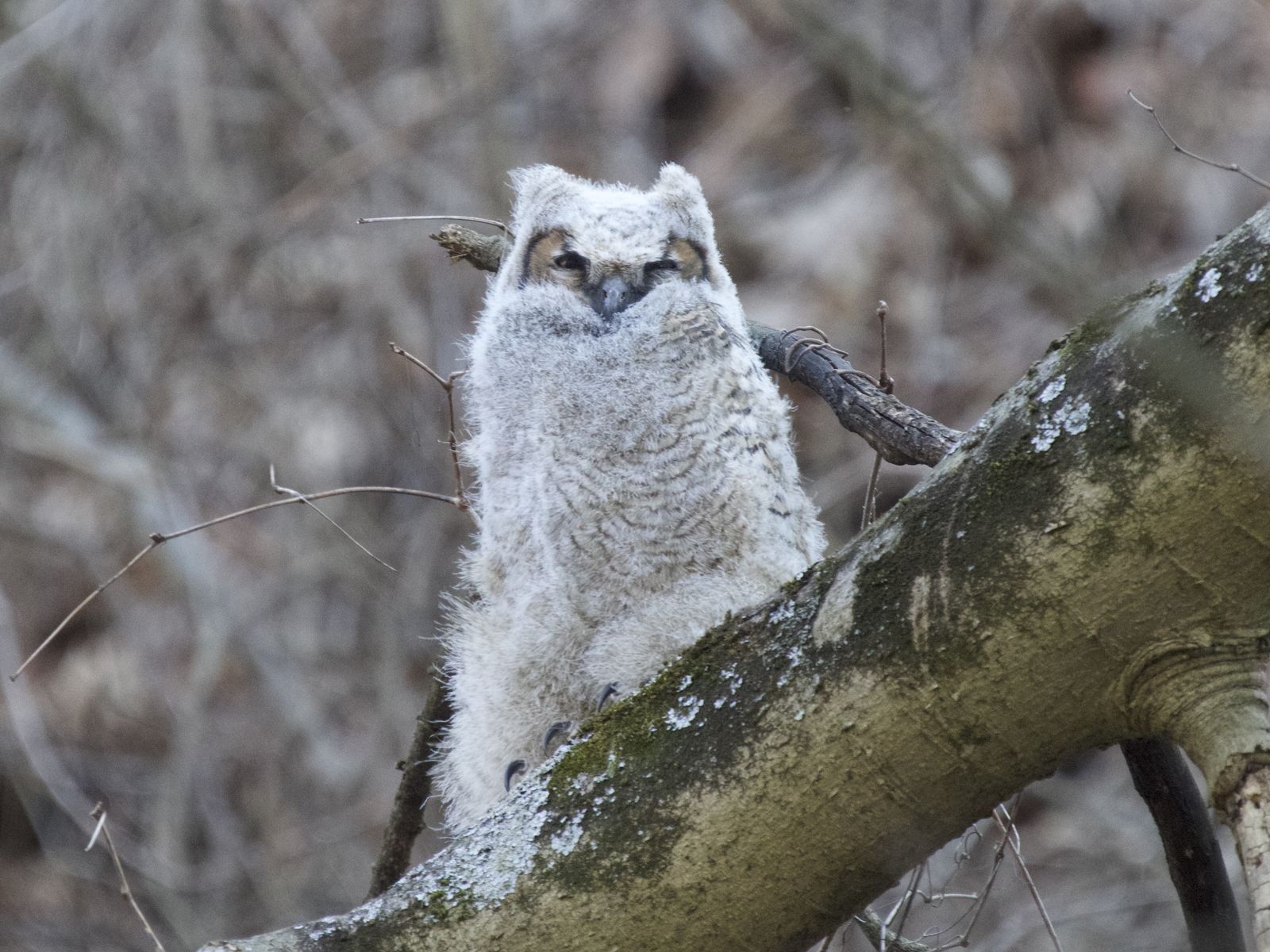 Pittsburgh falls for Muppet, a great horned owl chick - Axios