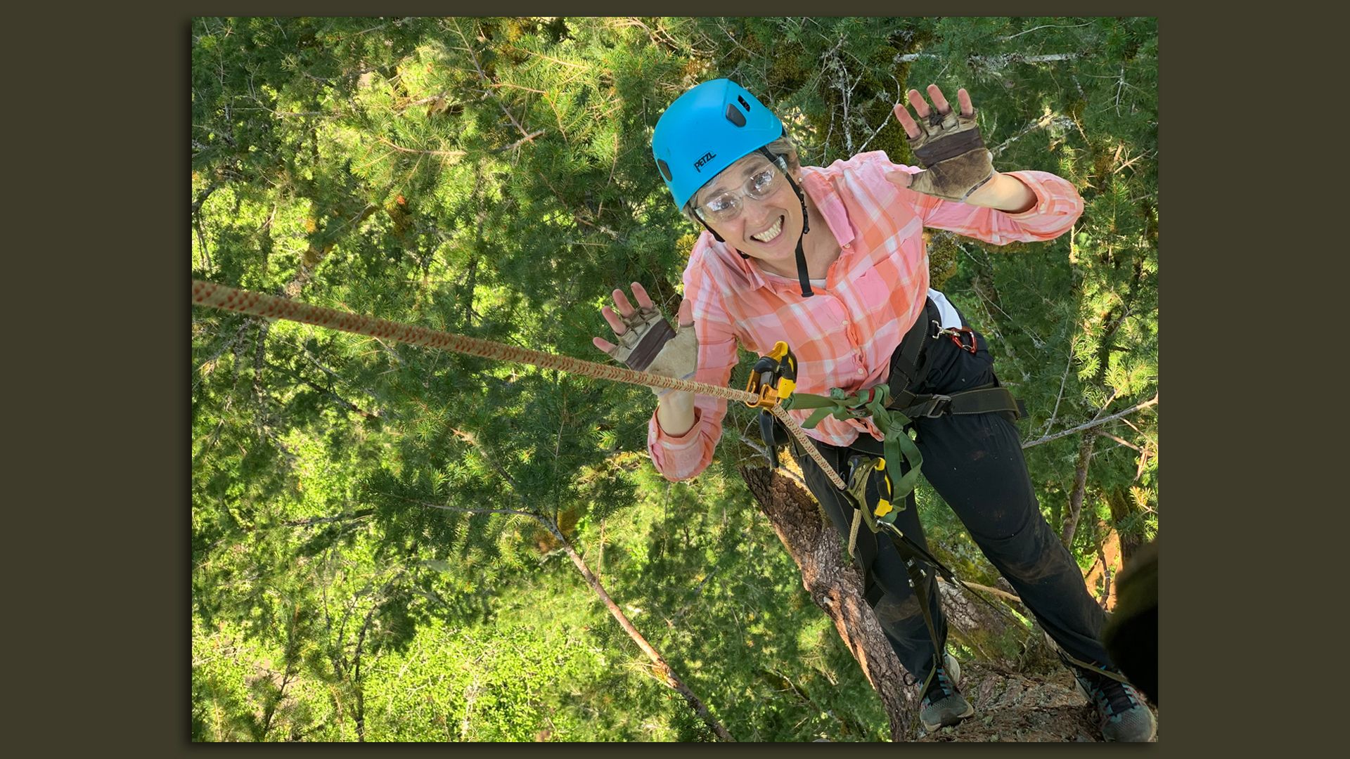 A person with a blue helmet, attached to a rope on a tall tree trunk, holds her hands free.