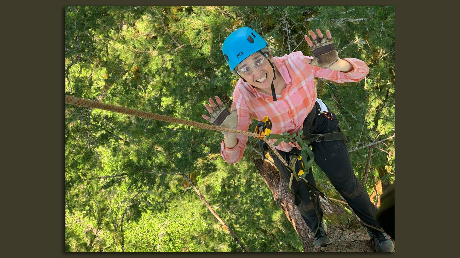 How to climb Oregon's really tall trees - Axios Portland