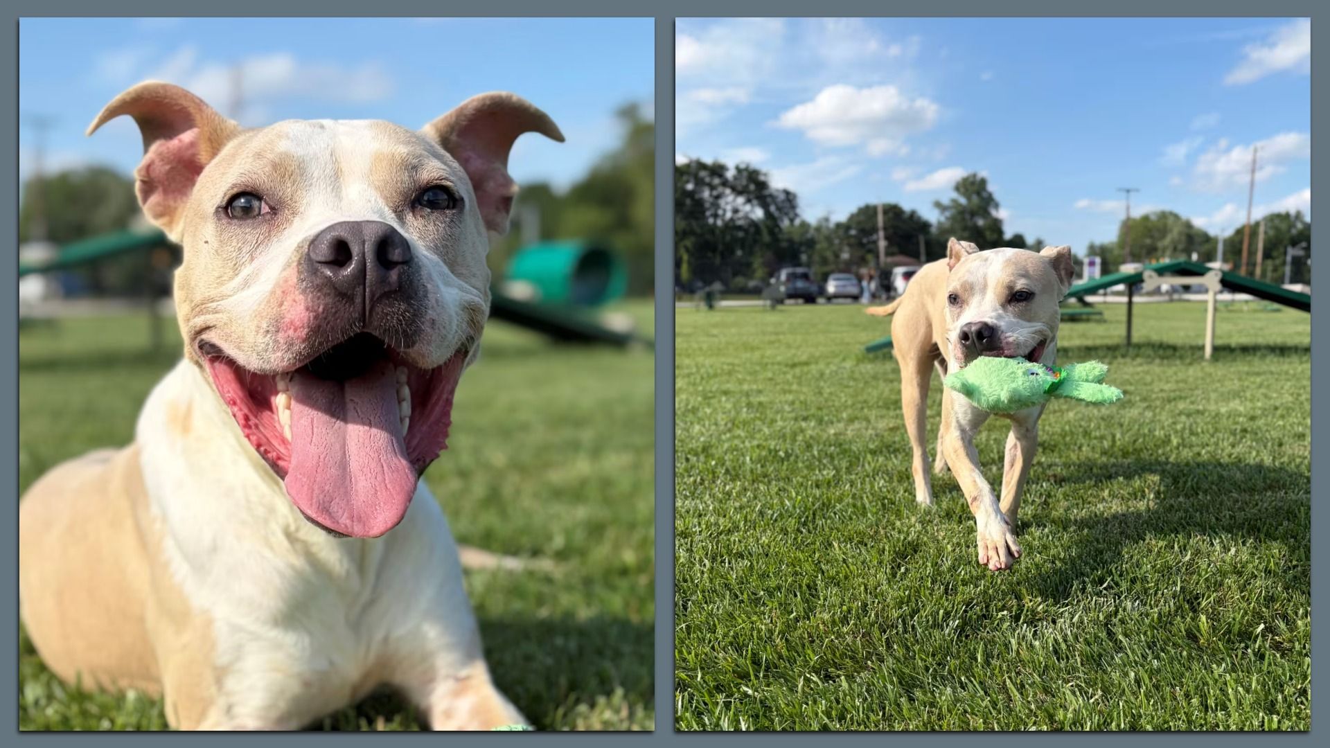 A pit bull terrier that is available for adoption