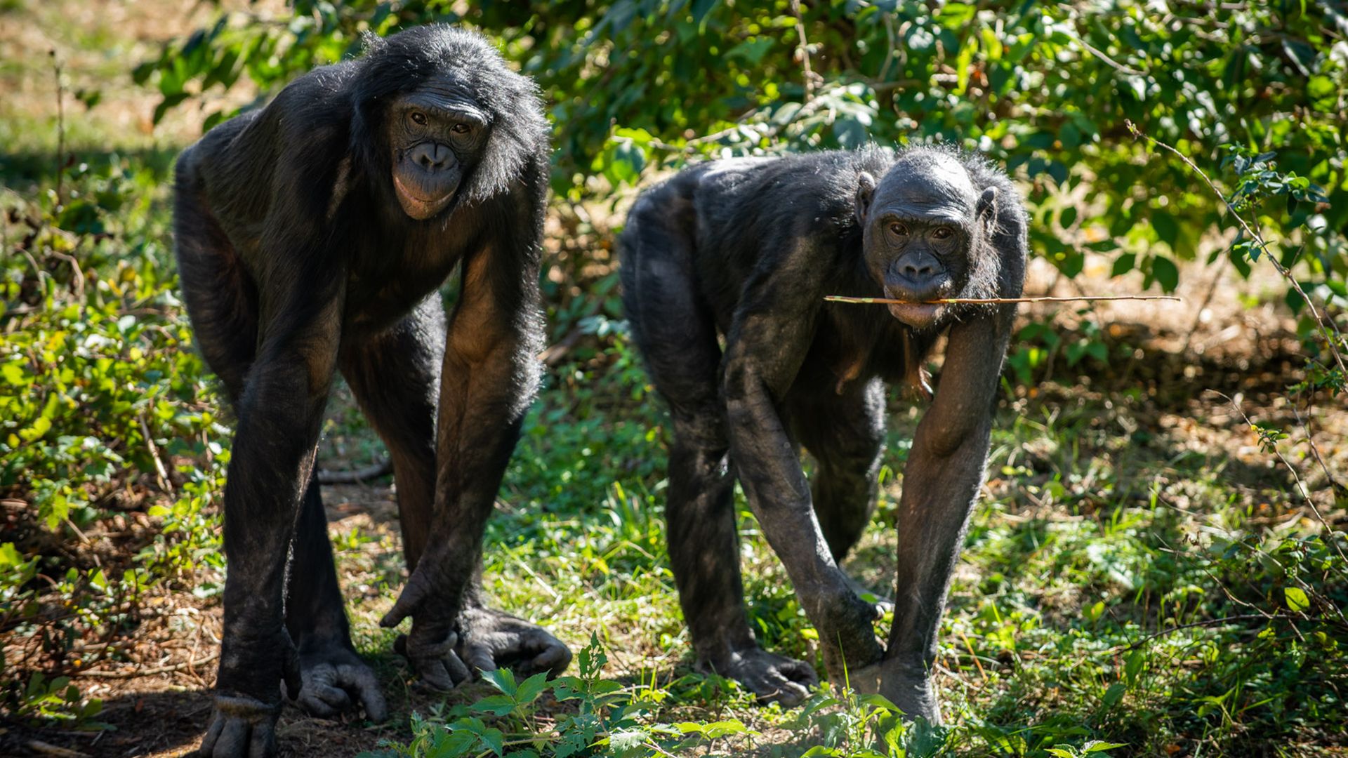 Two bonobos in a sunny green forest clearing, one holding a stick in its mouth, both with dark fur and expressive faces among leafy plants.