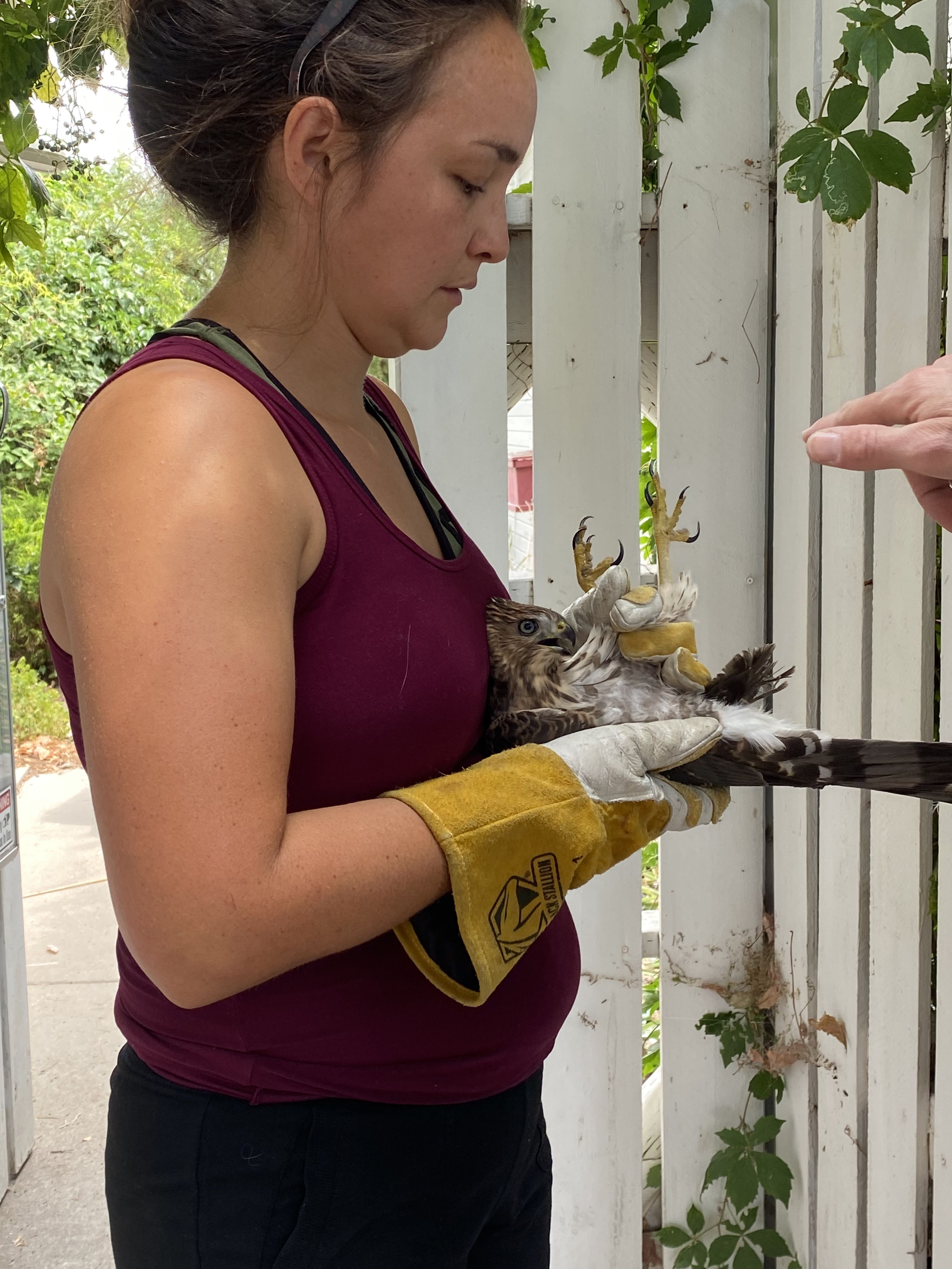 A woman holds an injured hawk next to a fence.