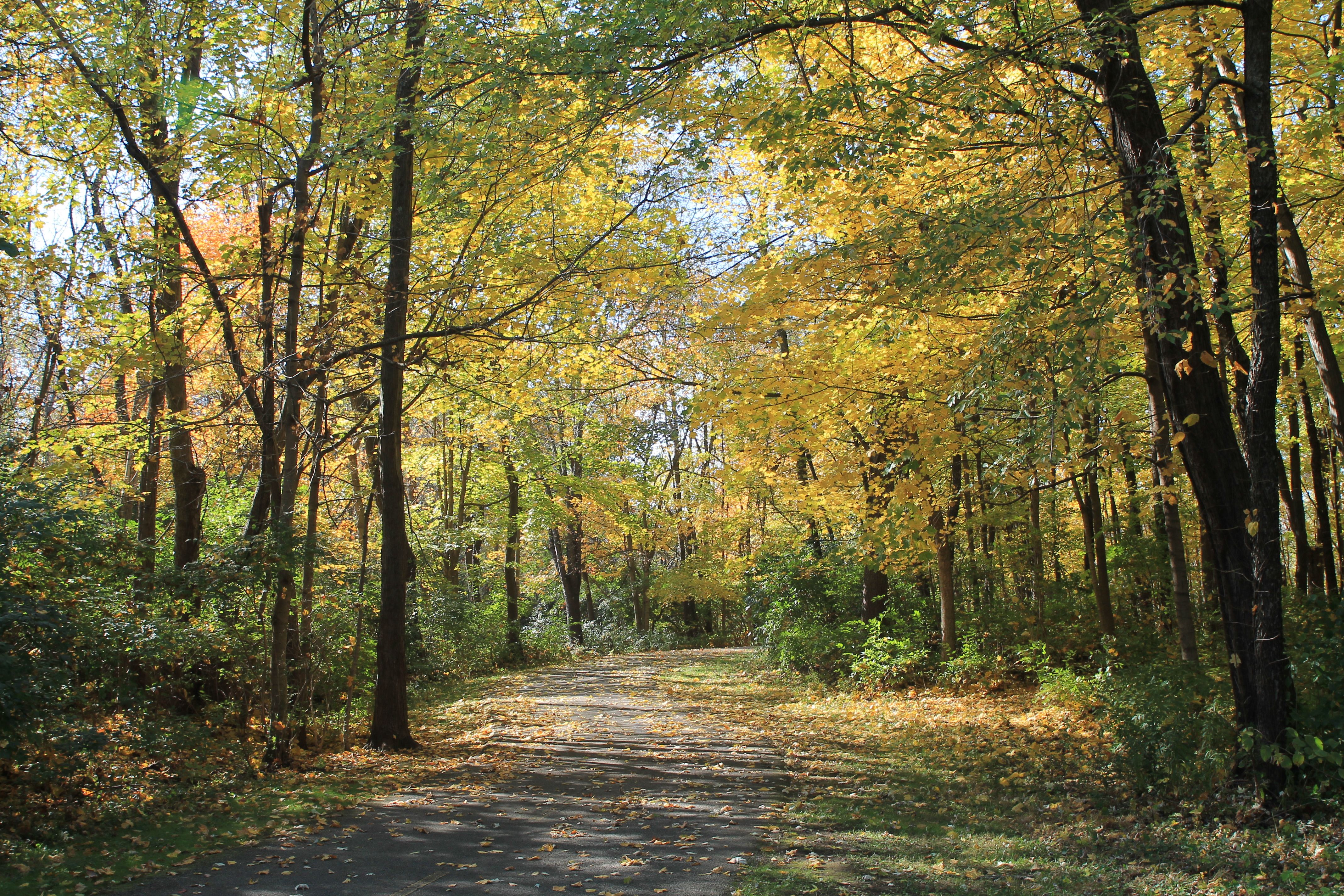 A view from the Alum Creek Trail in fall, with leaves changing yellow