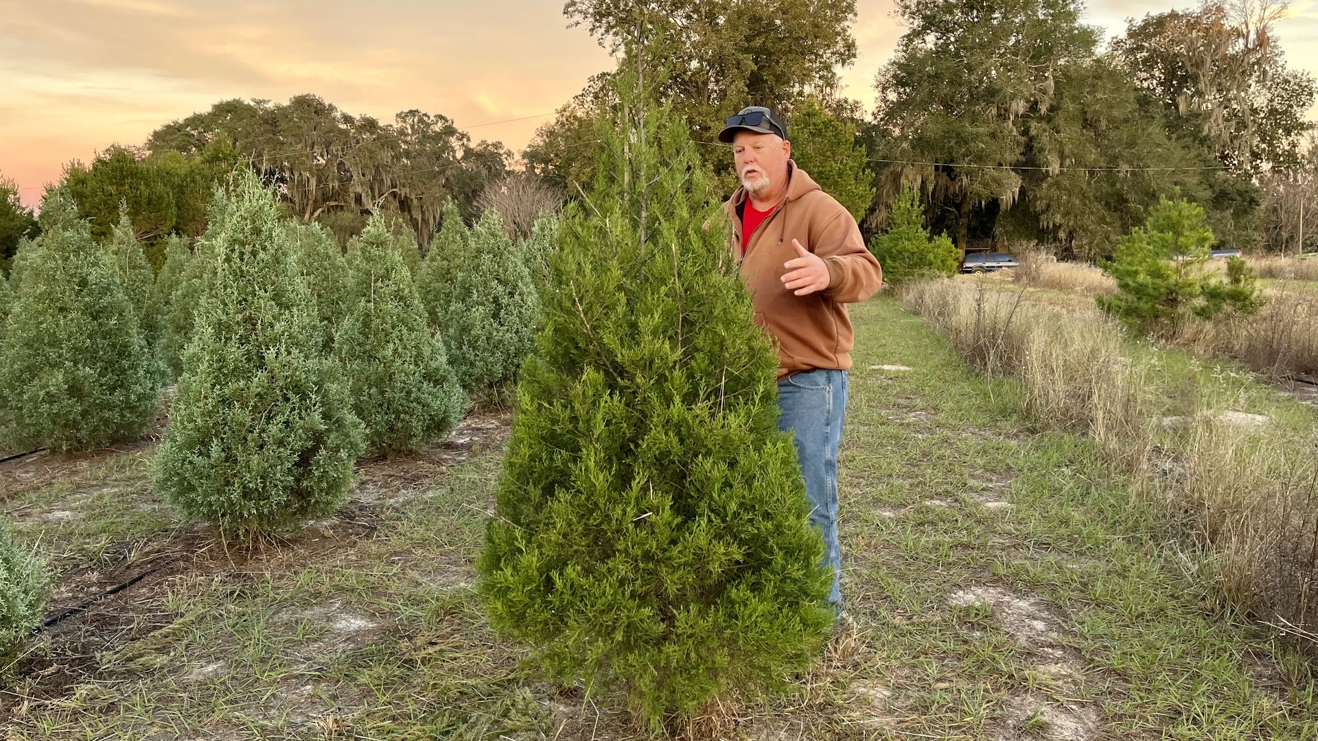 A man in a hoodie and baseball cap stands behind a green Carolina Sapphire cypress tree cut in a conical shape to look like a Christmas tree.
