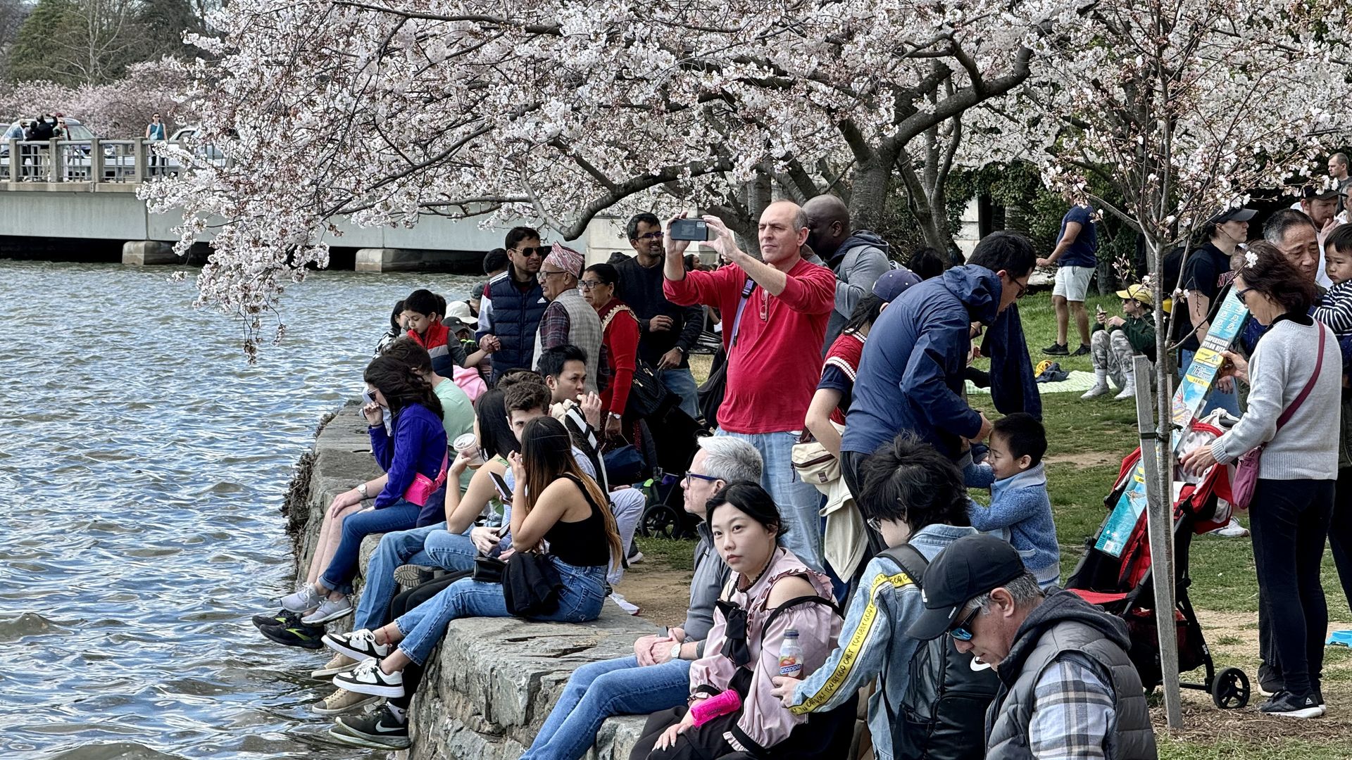 A crowd of people visiting the Tidal Basin's cherry blossoms. 