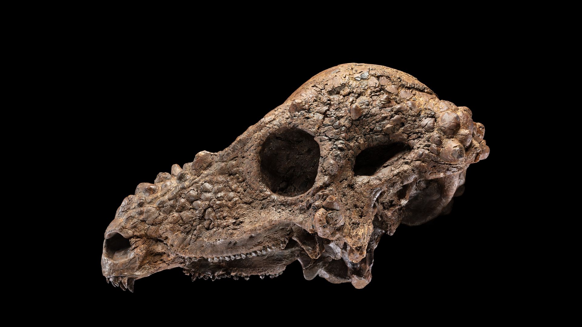 Side view of a fossilized dinosaur skull with rough, cracked texture and pronounced eye sockets, against a black background with a 10 cm scale bar.