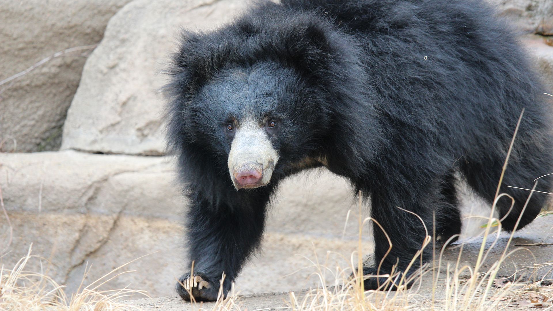 One of the  Philadelphia Zoo's sloth bears