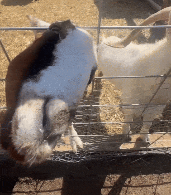Goats at the petting zoo.