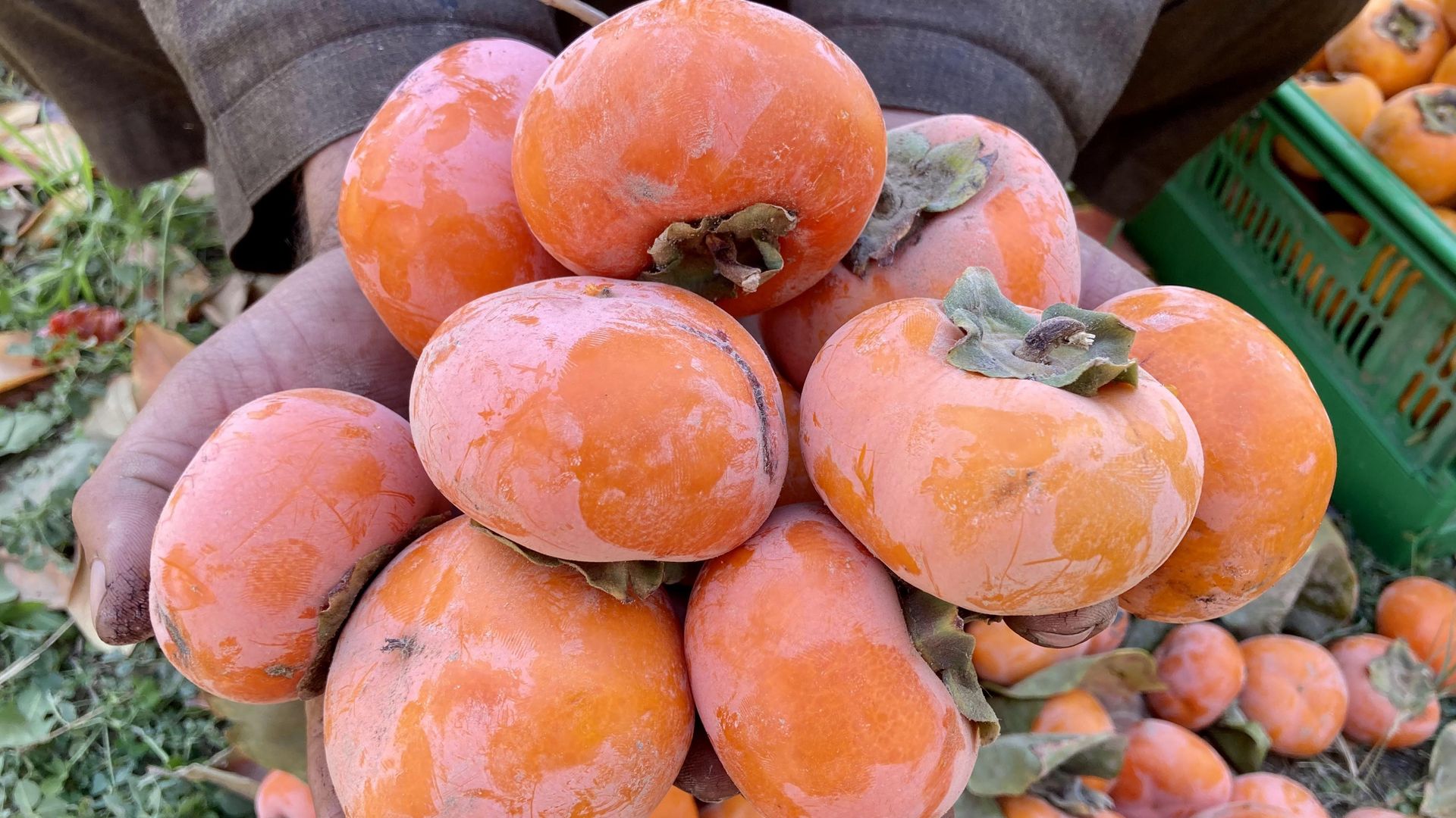 A photo of persimmons.