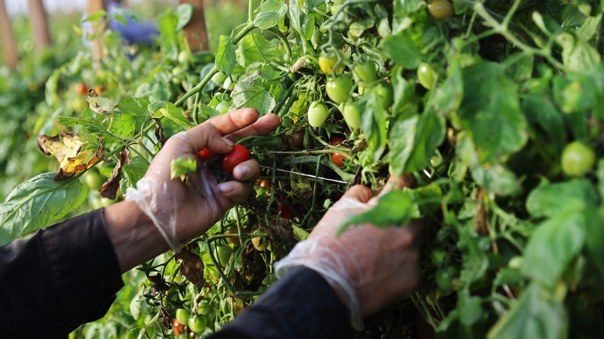 A pair of hands pick cherry tomatoes from a vine.
