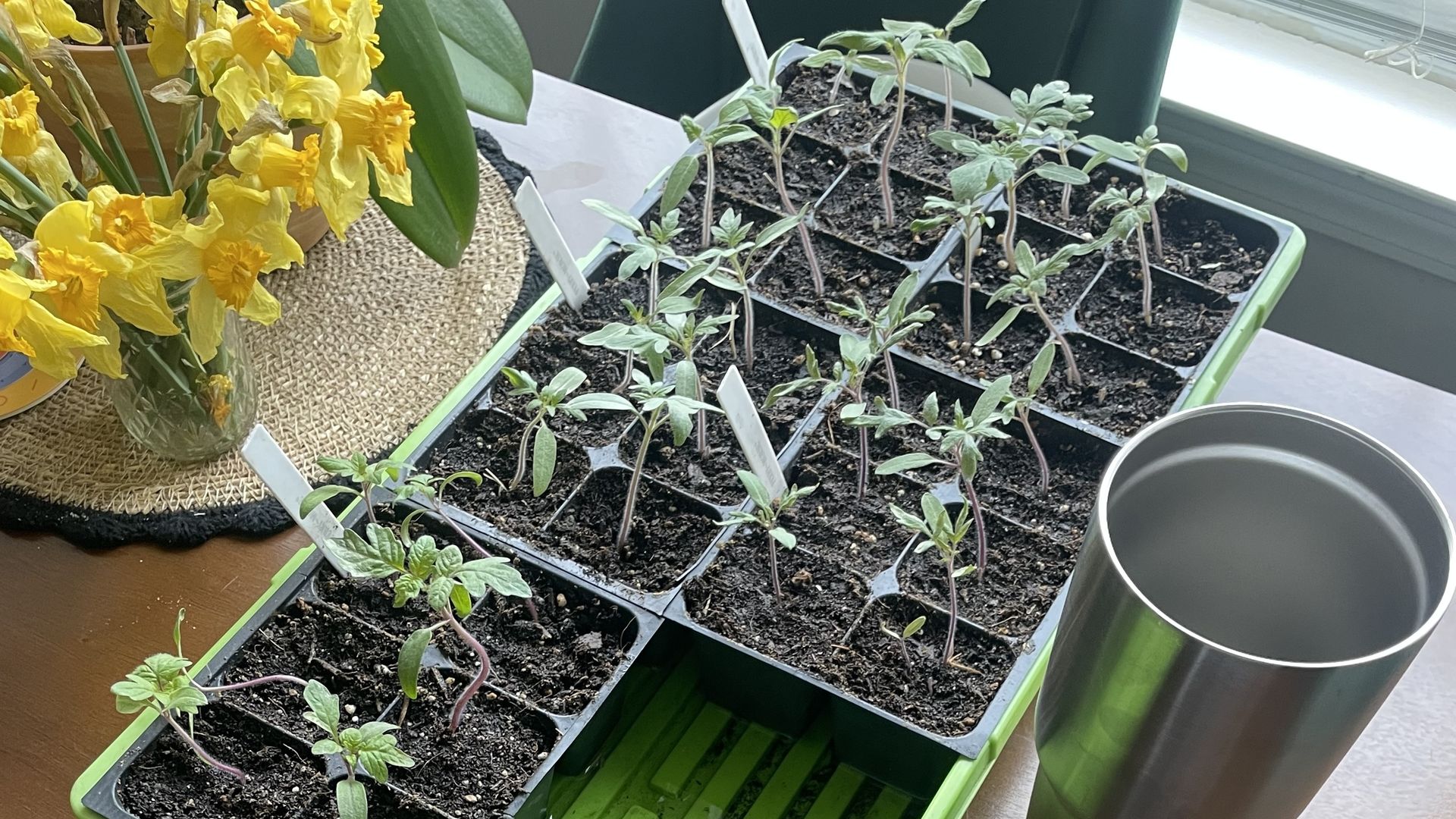 Seedlings in black seed trays with soil on a table, next to a large silver metal tumbler. Yellow daffodils in a glass vase on a woven placemat in the background.