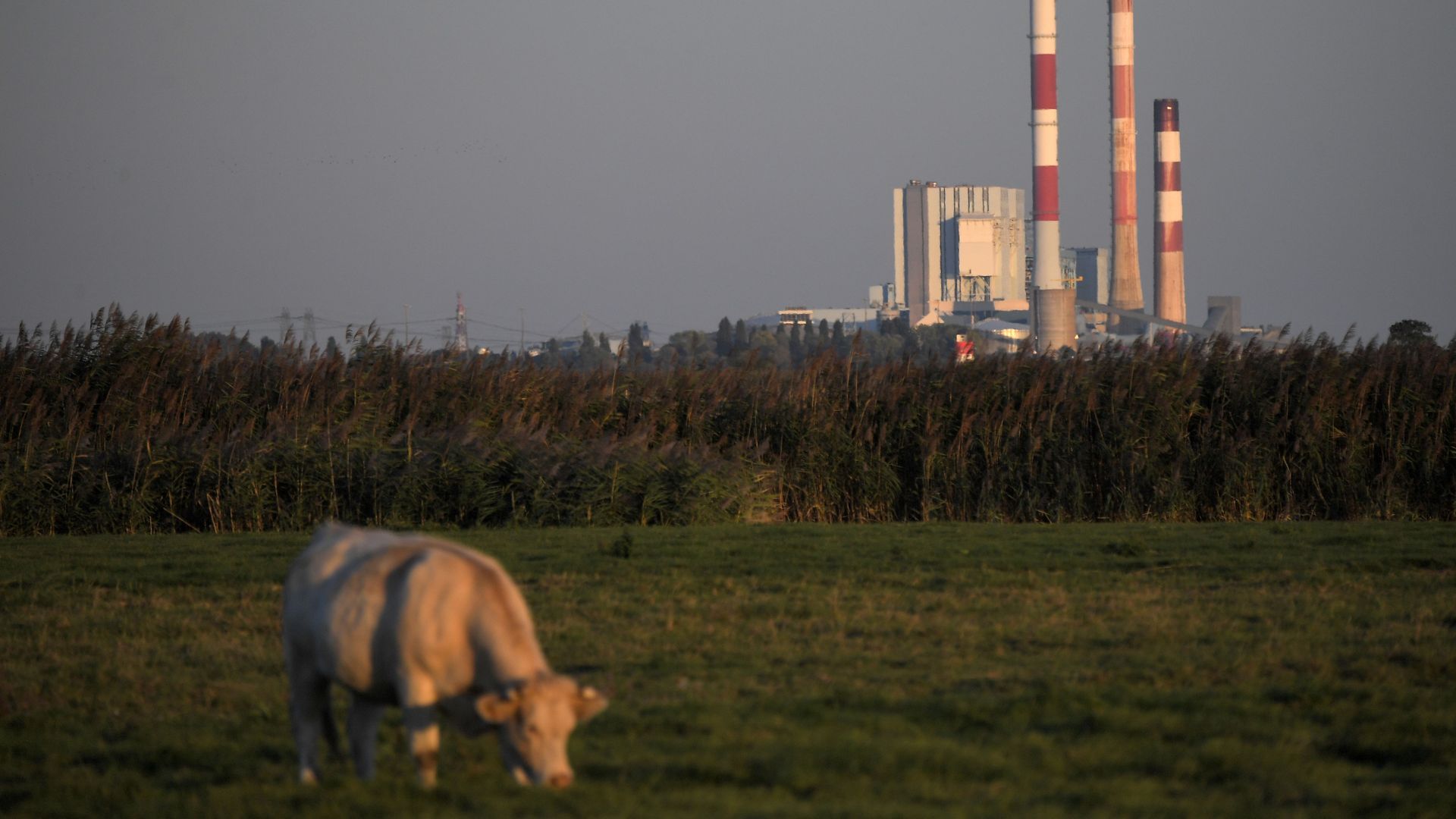 A cow eats grass on a field near the French energy giant EDF powerplant of Cordemais, one of the five last coal powerplant in France on September 27, 2018 from Lavau-sur-Loire, western France.