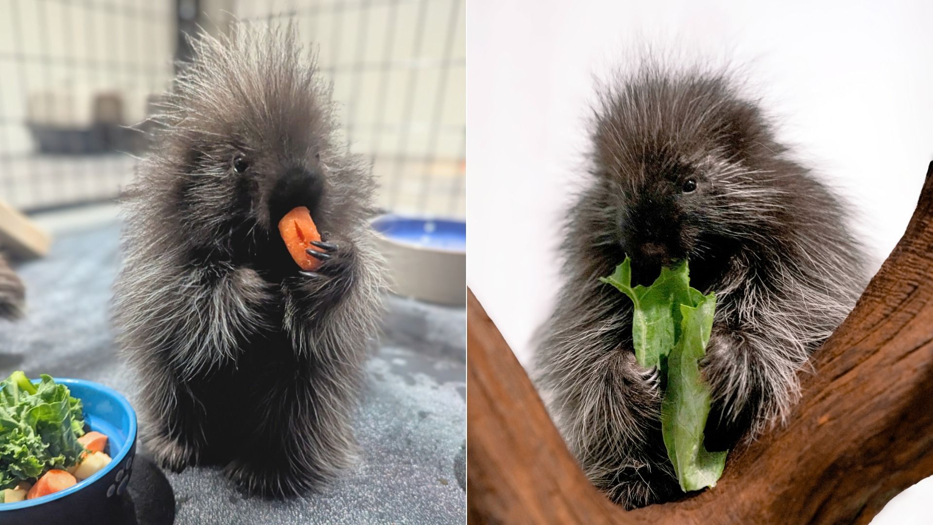 two side-by-side pics of baby porcupines. in the left pic, the porcupine is eating a carrot. In the right, it's eating lettuce