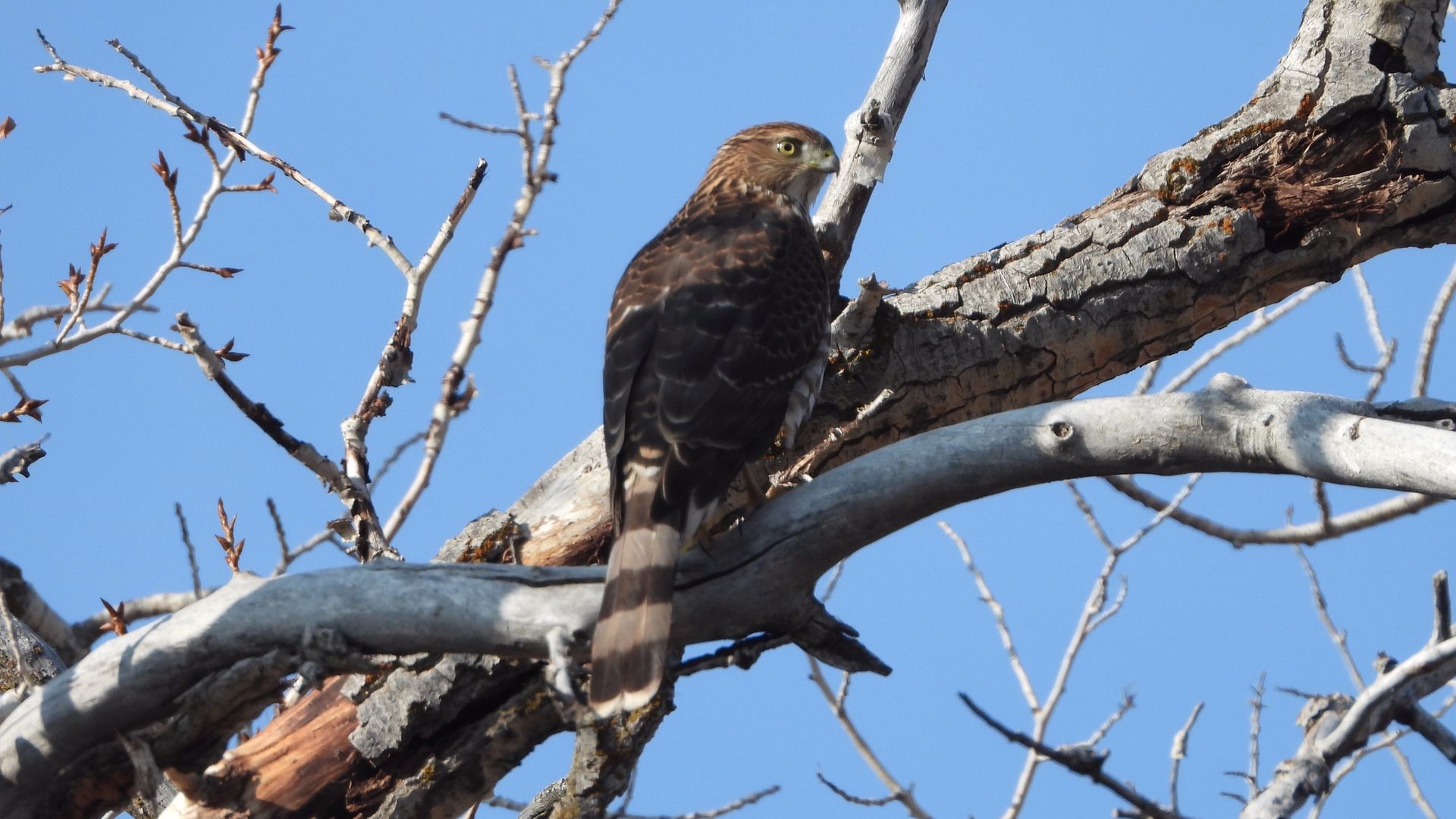 A Cooper's hawk looks over its shoulder as it sits on a bare branch of a tree in winter.