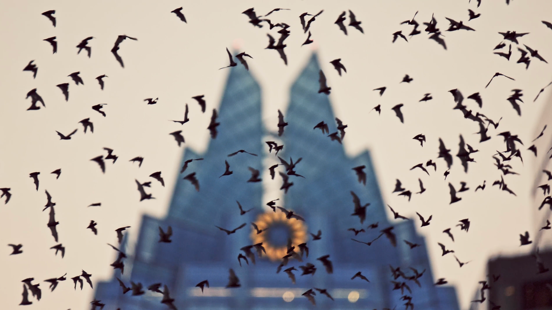 Dozens of bats silhouetted in flight across a pale sky, with a blue-gray Gothic cathedral tower and a circular rose window blurred in the background.