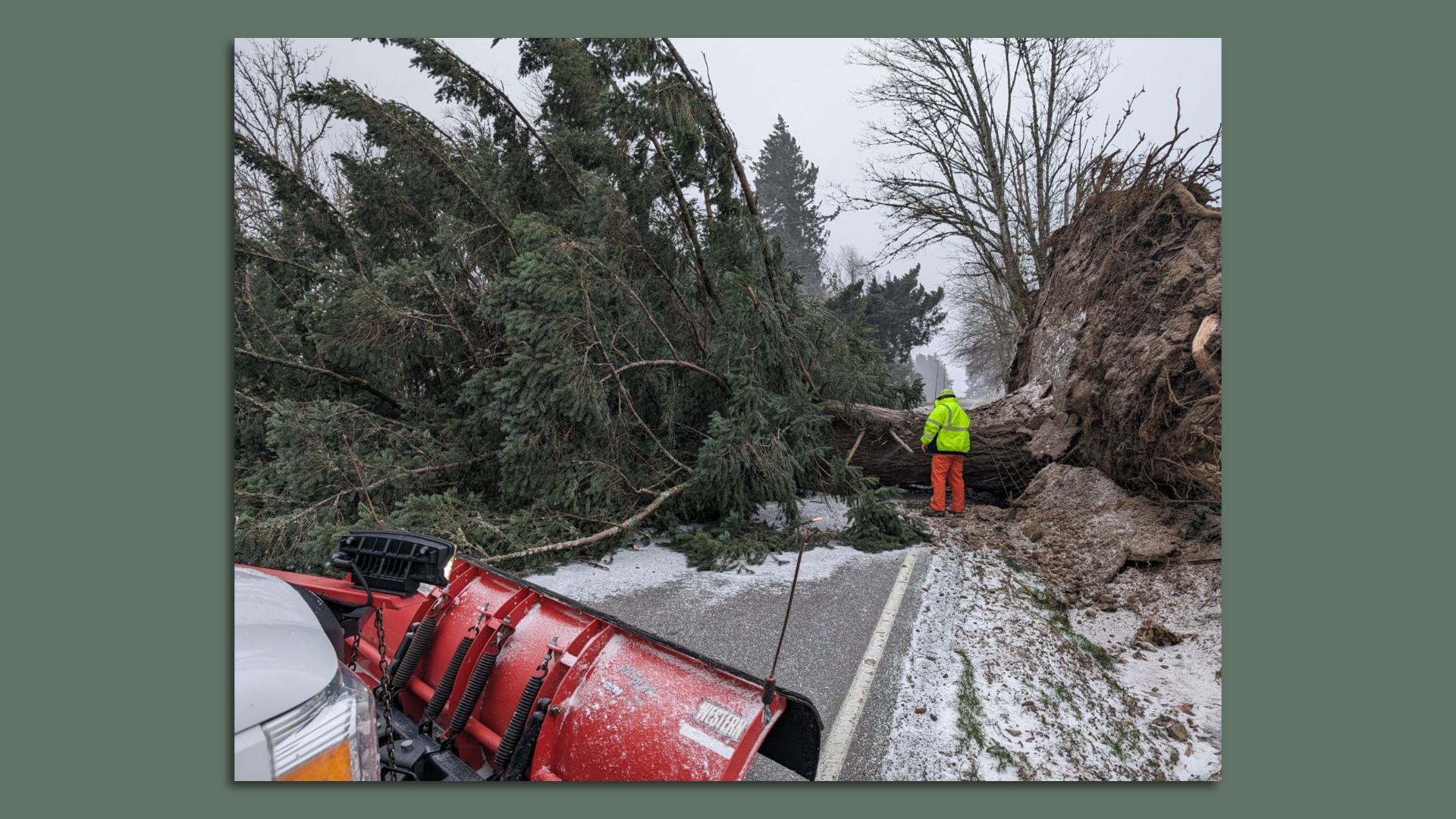 A person standing next to a large evergreen tree that has fallen into a roadway.