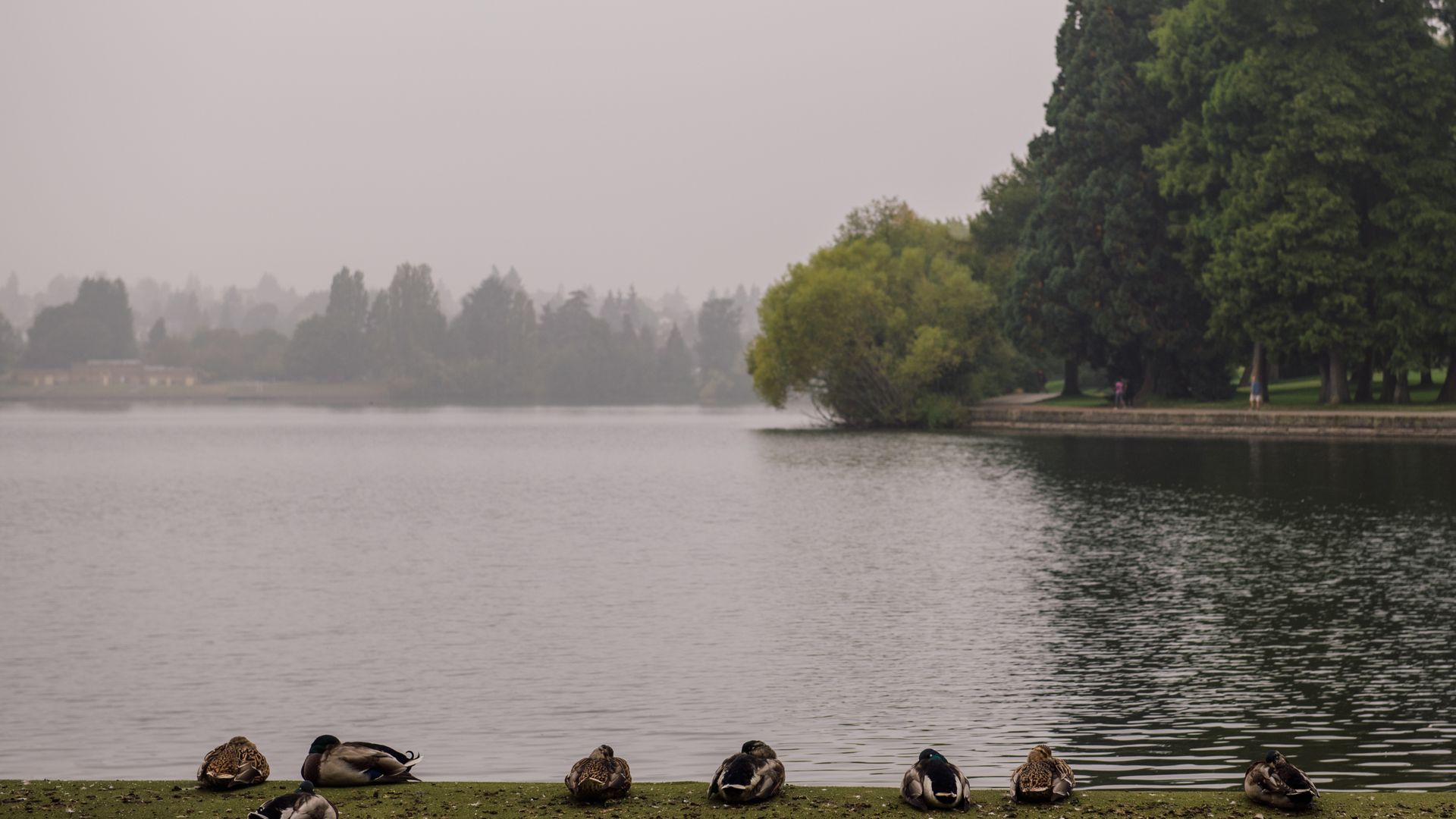 Ducks line up near a lake as smoke hovers over the air. 