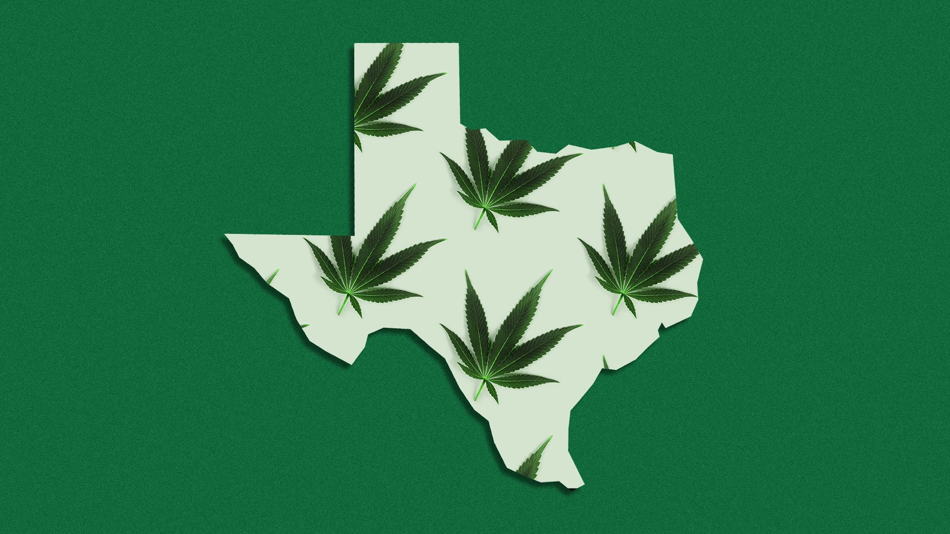 Illustration of a pattern of marijuana leaves filling the state of Texas.