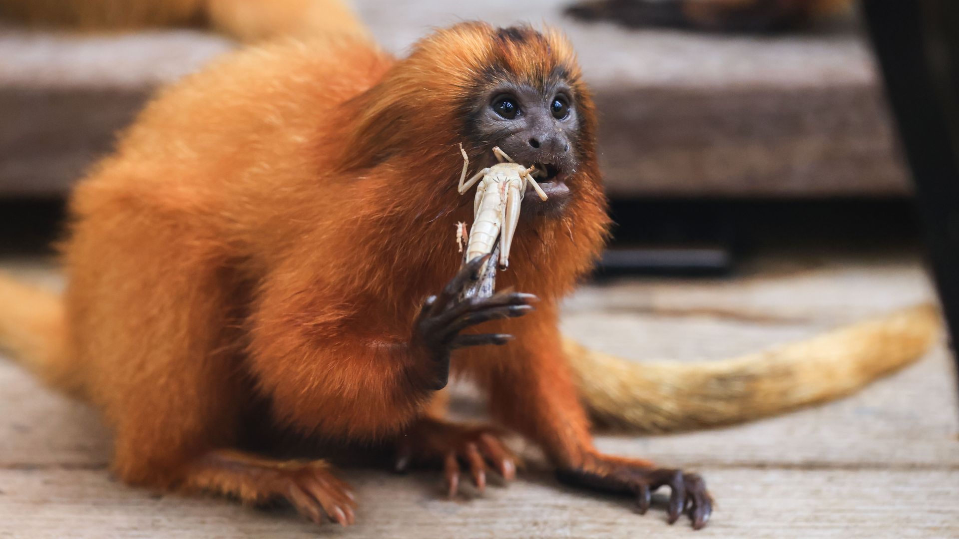 A young lion monkey with orange fur eats a grasshopper. The insect's head is shoved in the monkey's mouth.